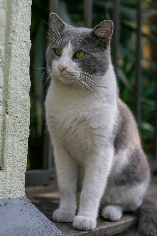 Free Calm gray and white domestic cat sitting on a wooden surface outdoors, looking curious. Stock Photo