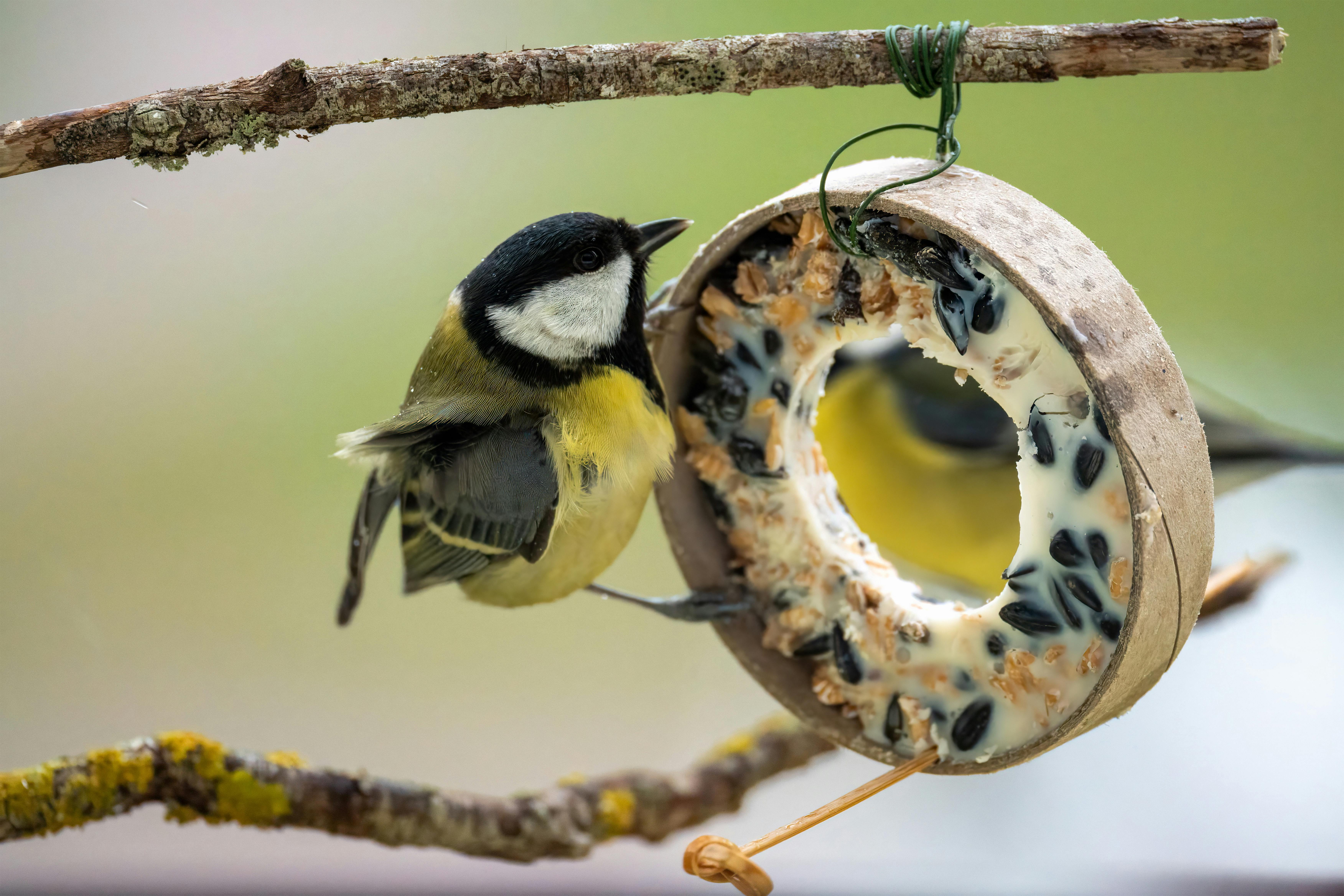 50 Easy To Make Bird Treats