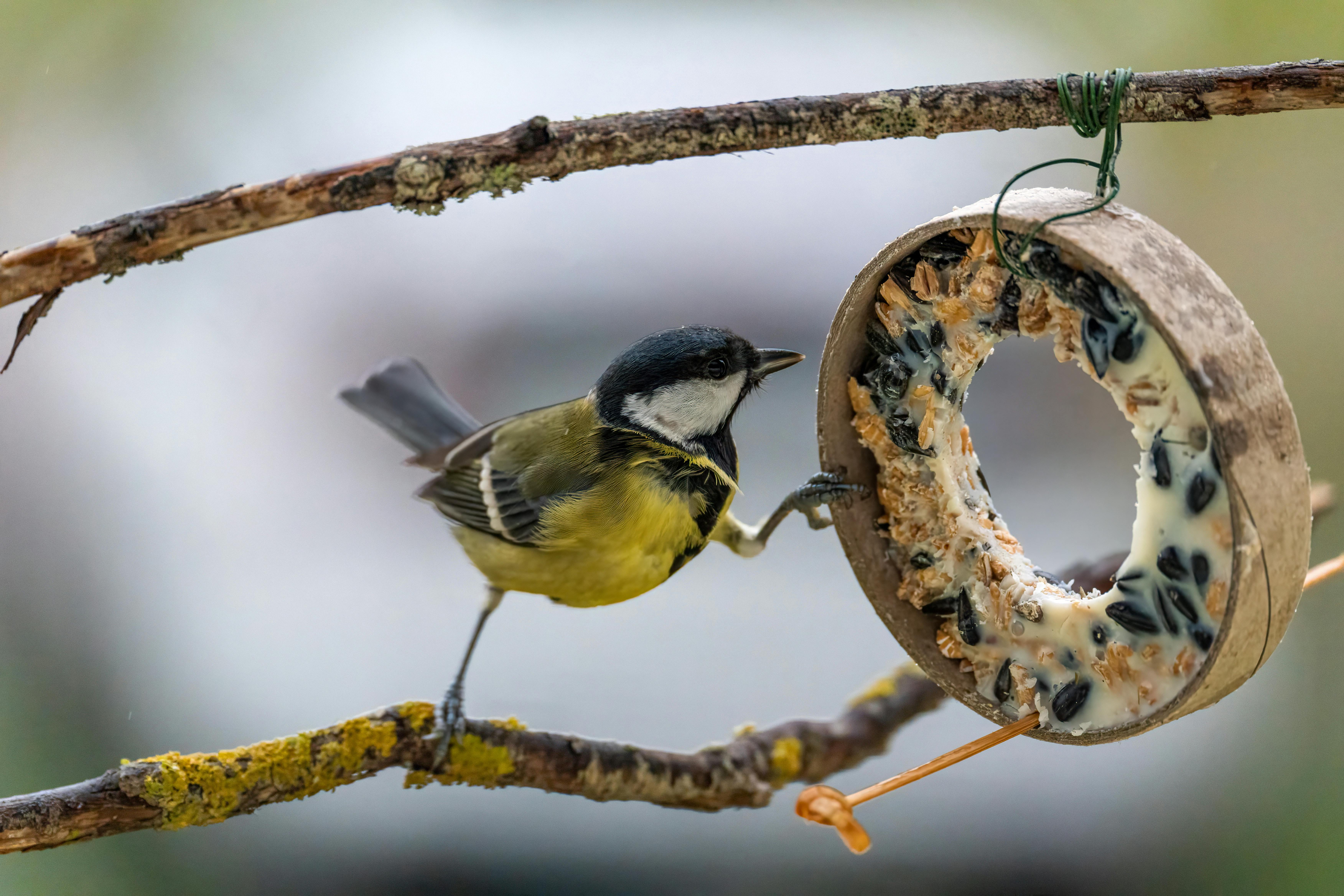 50 Easy To Make Bird Treats