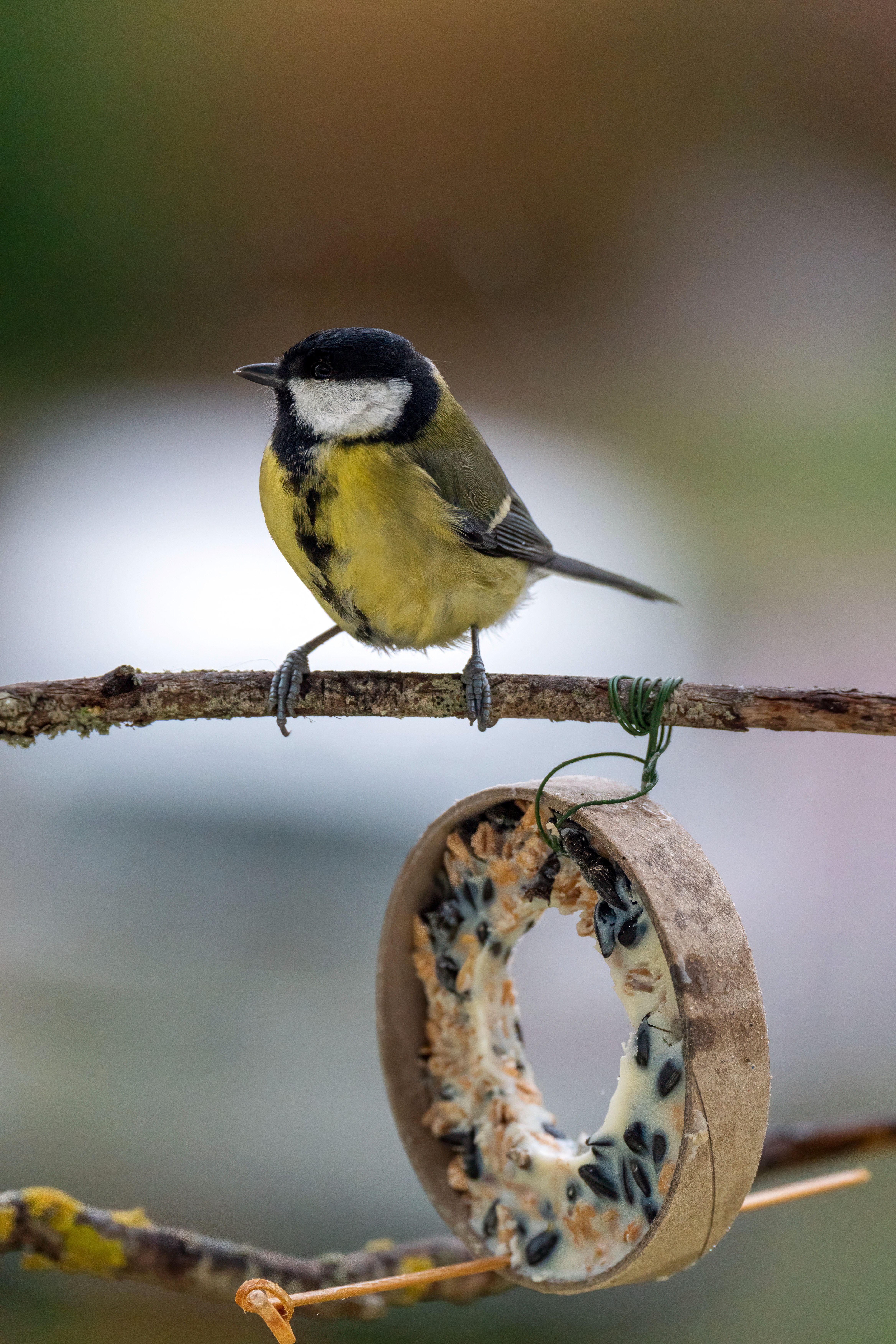 50 Easy To Make Bird Treats