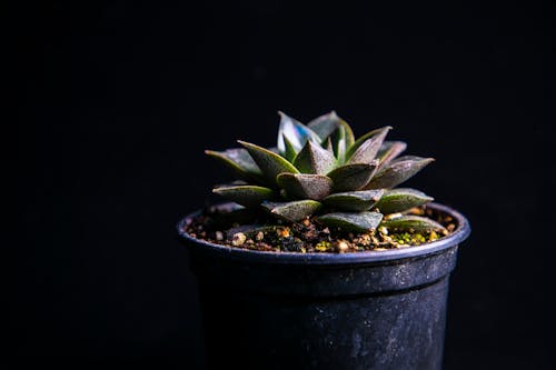 A Succulent Plant in a Black Pot