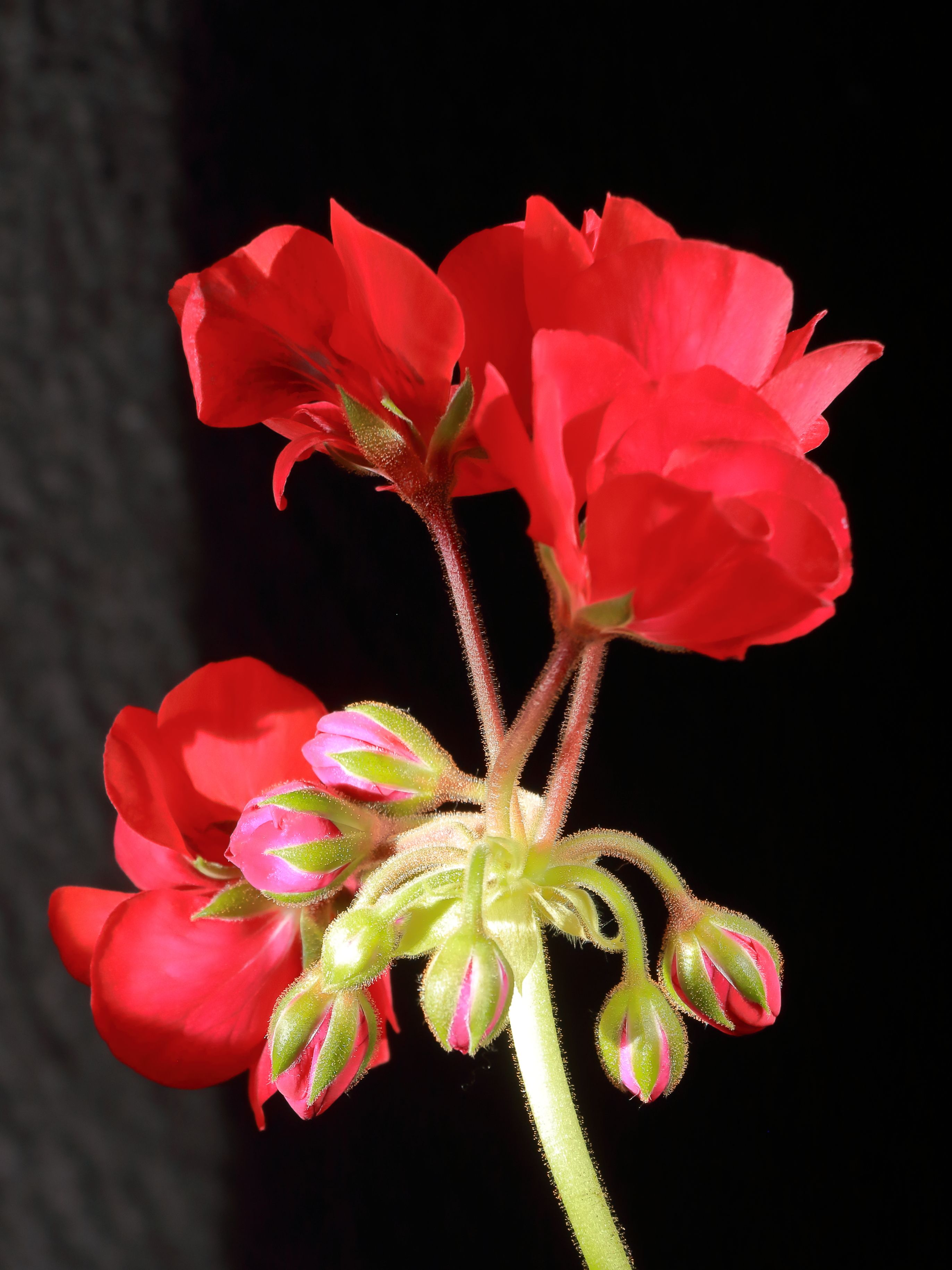 Vibrant Red Geraniums Against Dark Background · Free Stock Photo