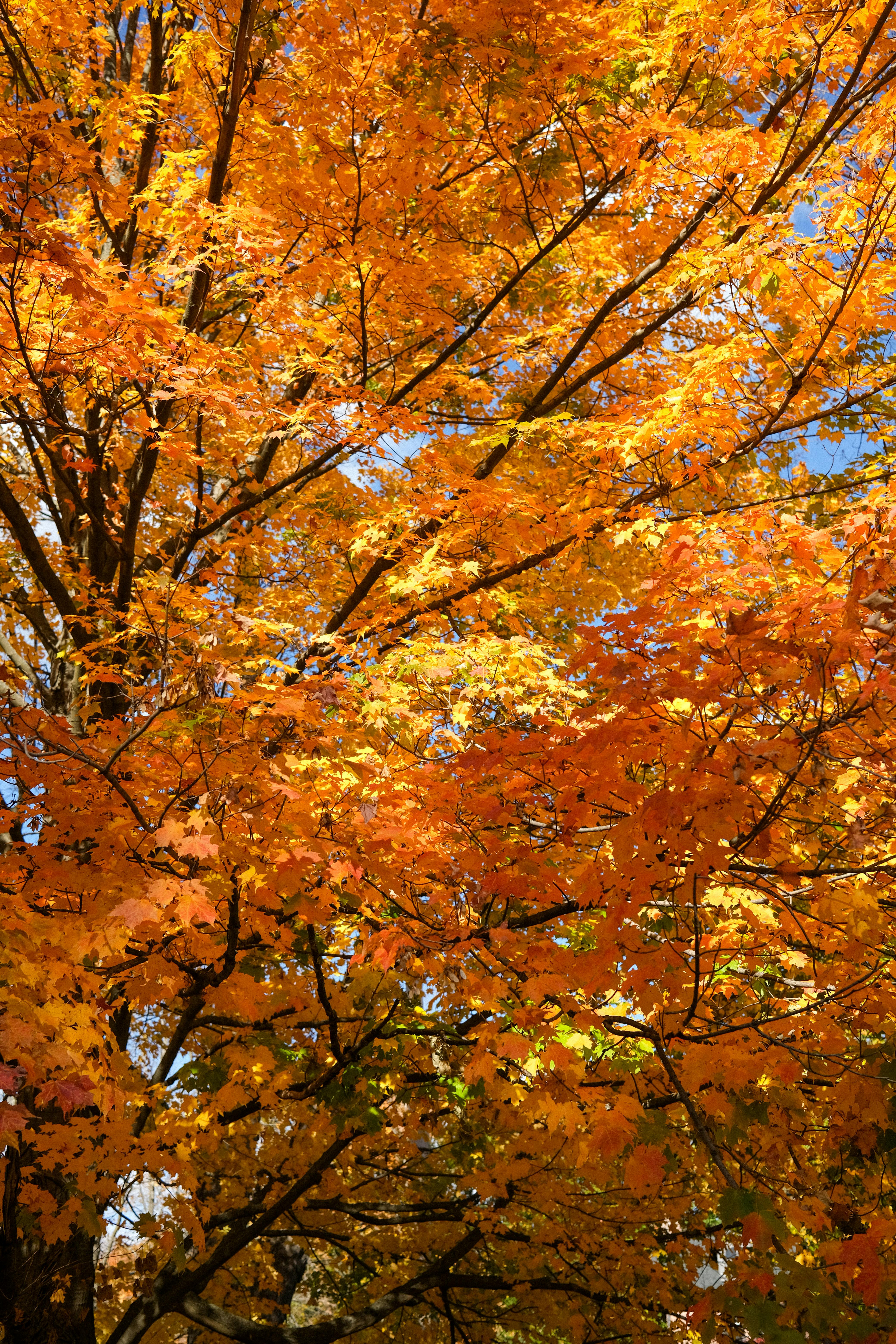 Free stock photo of autumn, hudson, hudson river