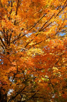 A beautiful display of orange and yellow autumn leaves on a bright fall day.