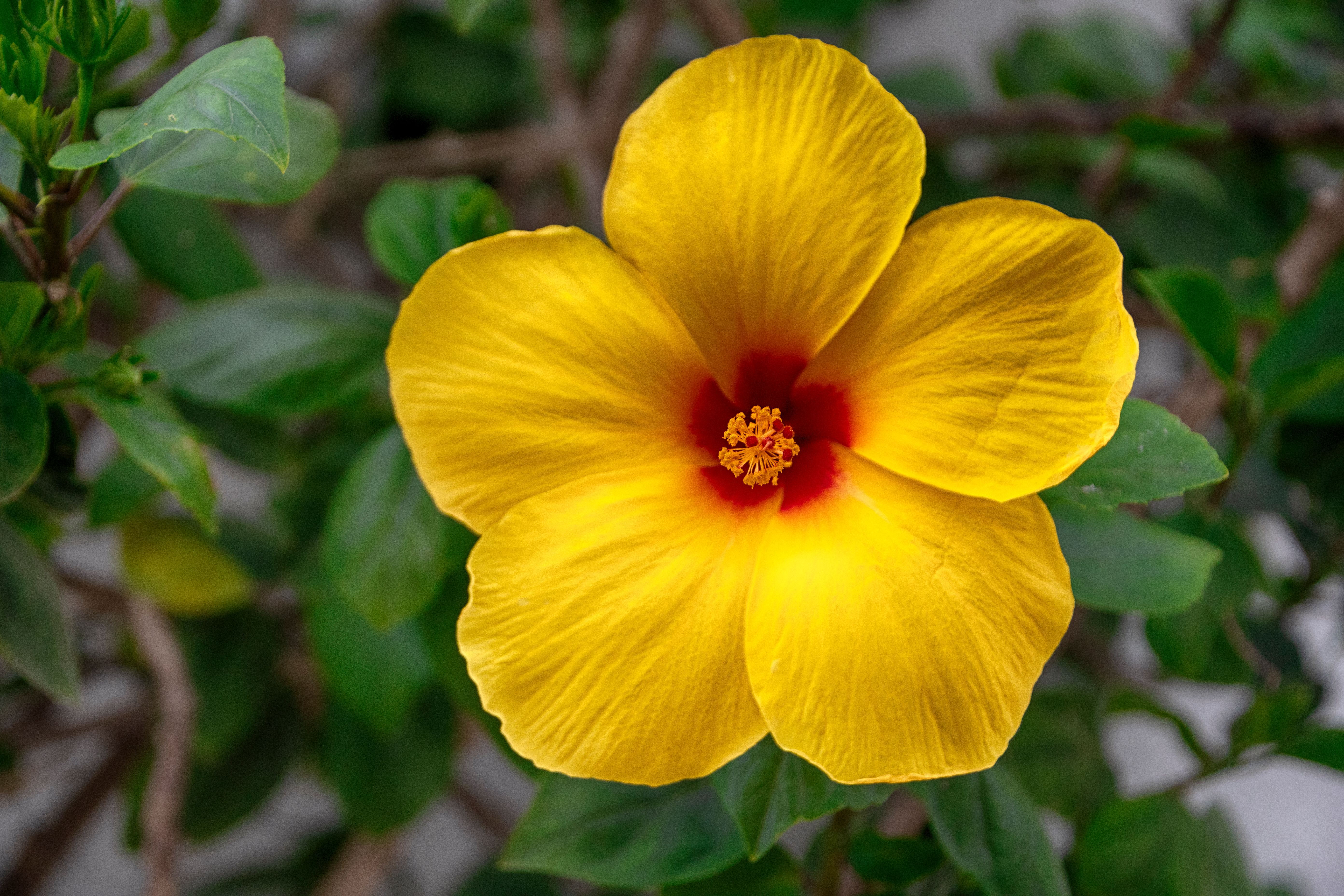 Bright Yellow Hibiscus Flower Close-up · Free Stock Photo