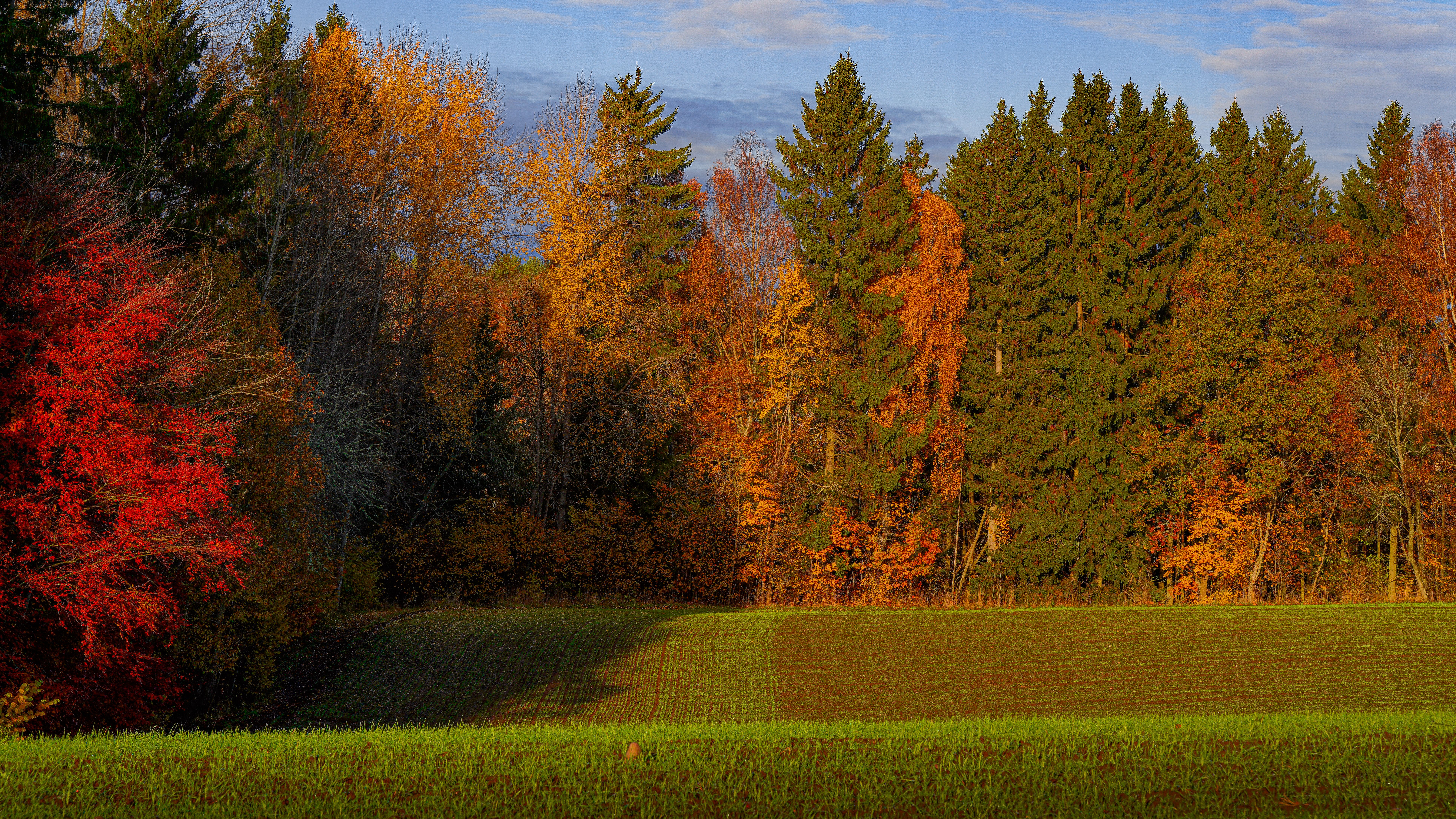 Vibrant Autumn Forest by the Field · Free Stock Photo