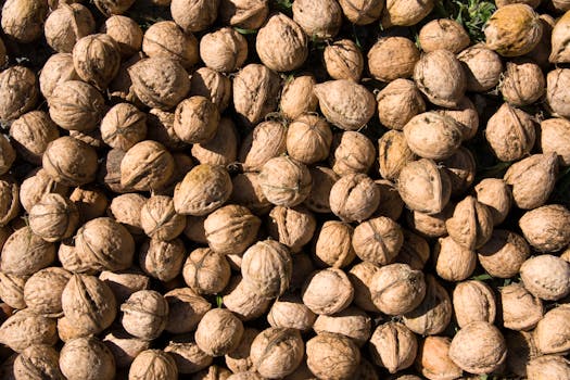 A high angle view of a pile of freshly harvested walnuts basking in the sunlight.