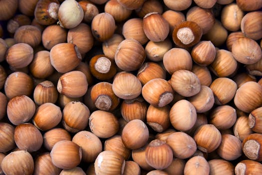 High-quality close-up image of fresh hazelnuts still in their shells, perfect for food and culinary themes.