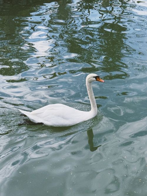 Free A graceful mute swan swimming peacefully on a shimmering lake surface. Stock Photo