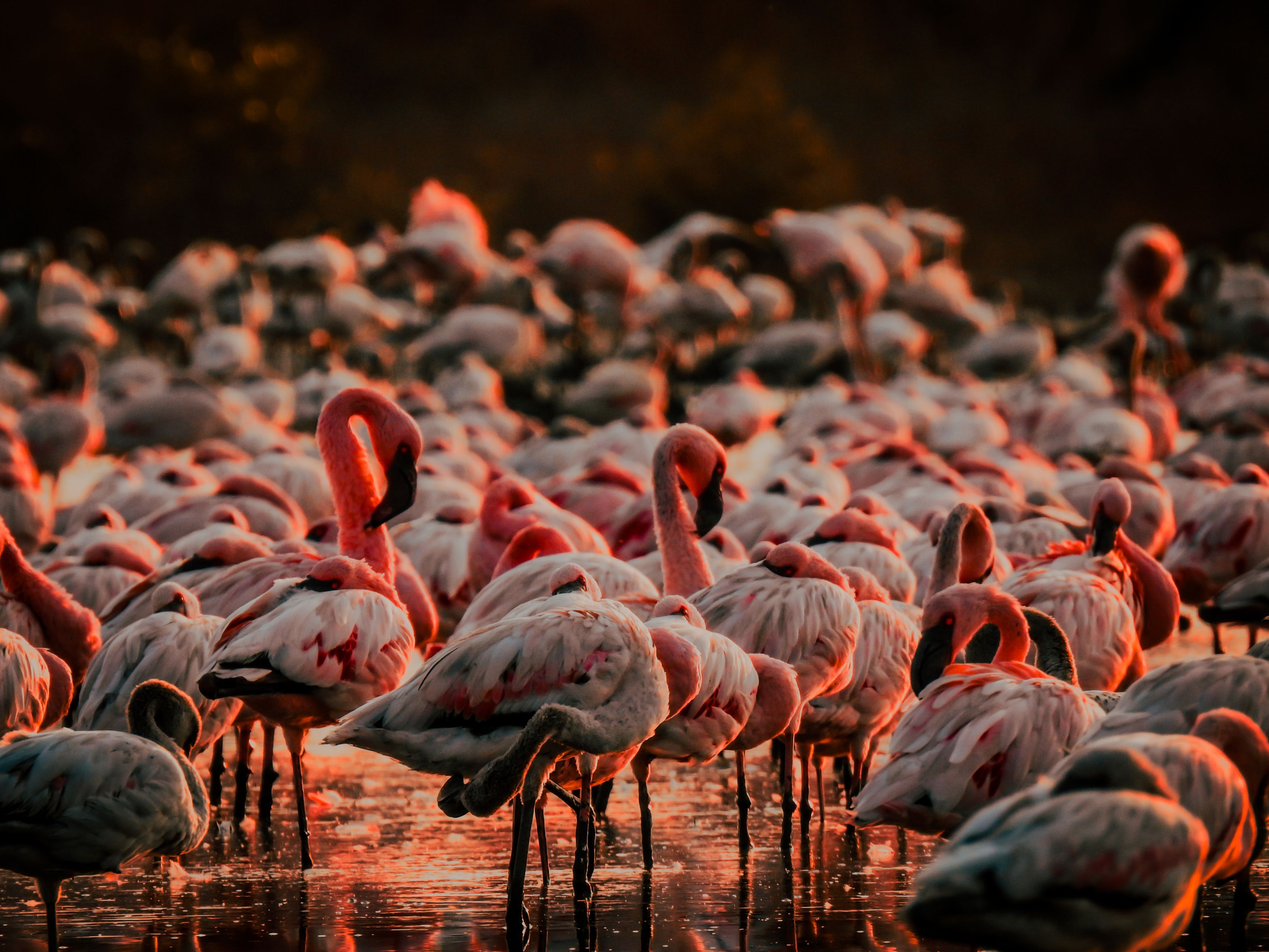 See flamingos on Thane Creek from Airoli