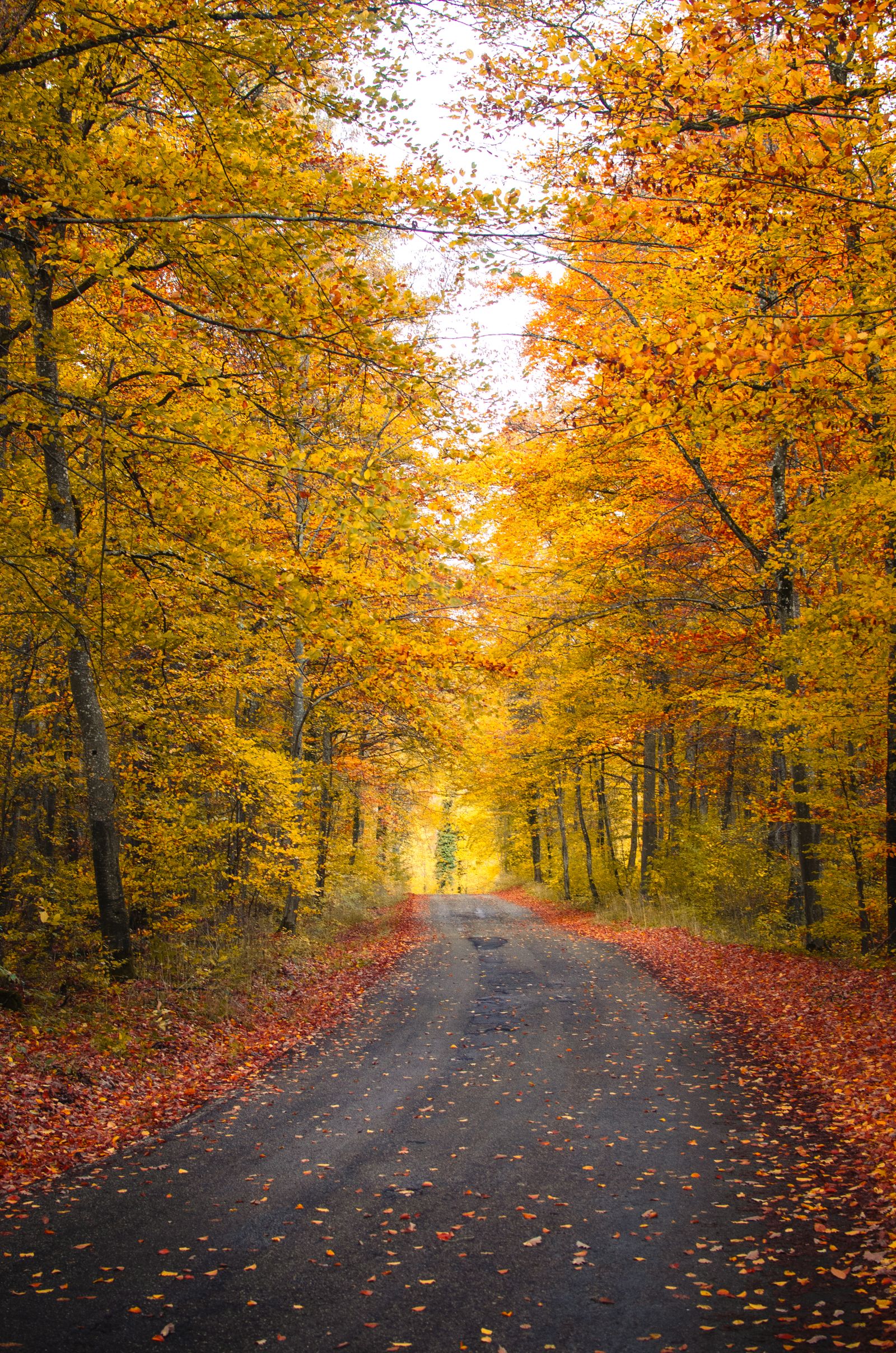 Scenic Autumn Forest Road with Vibrant Foliage · Free Stock Photo