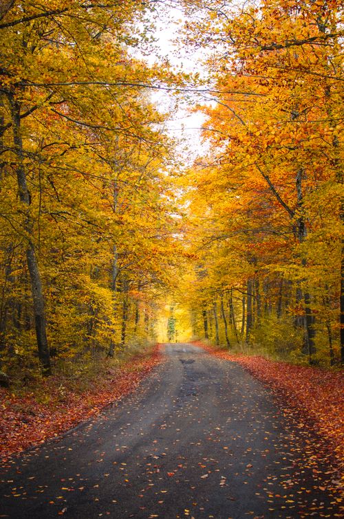 Free Serene forest road surrounded by colorful autumn leaves, capturing the essence of fall's beauty. Stock Photo