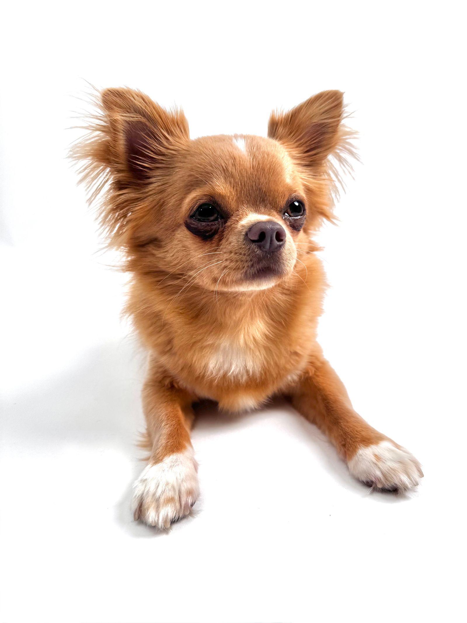 Chihuahua Dogs Posing in Studio Setting · Free Stock Photo