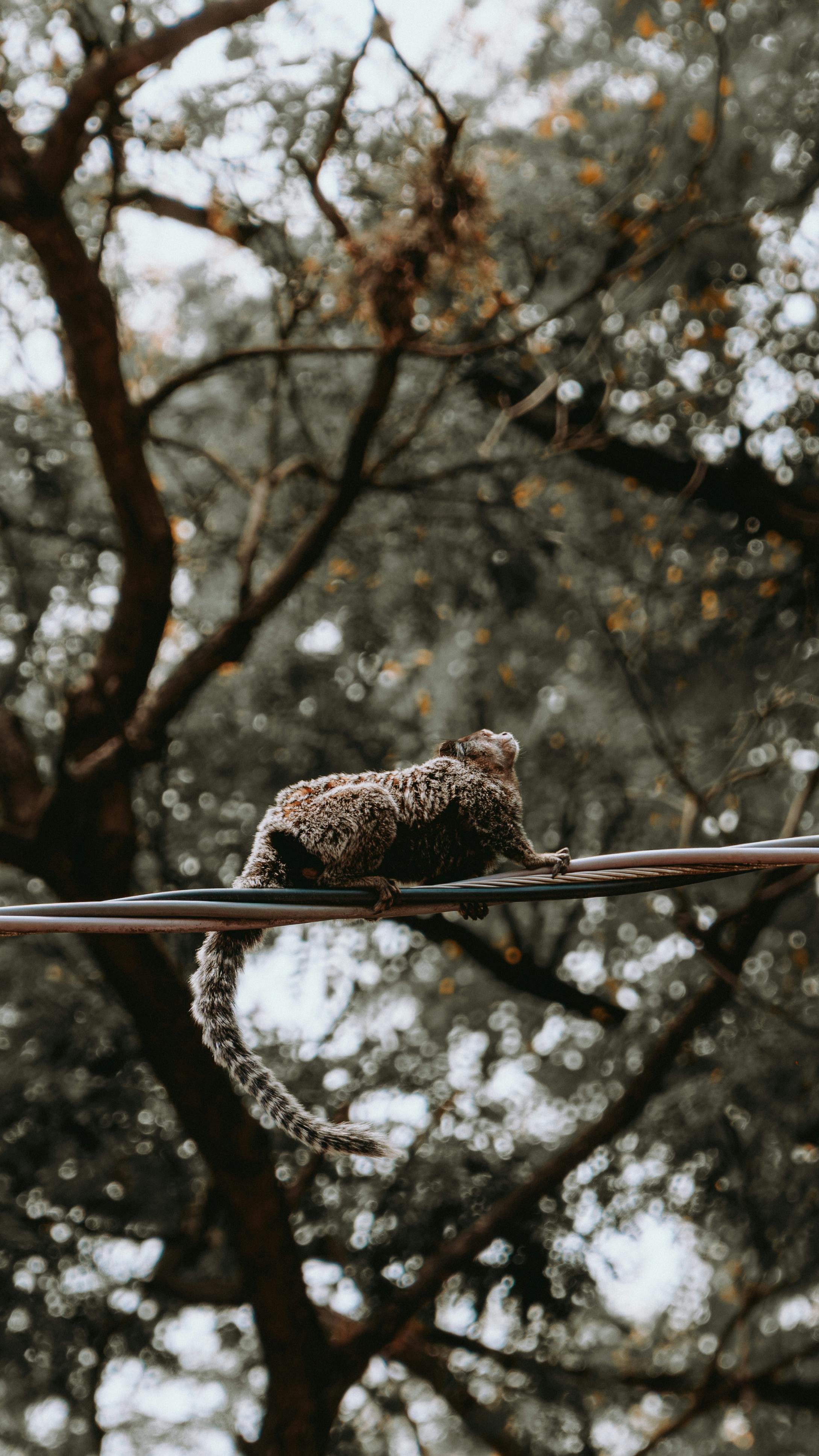 Foto de Matheus Missasse: https://www.pexels.com/es-es/foto/sagui-brasileiro-callithrix-34490284/