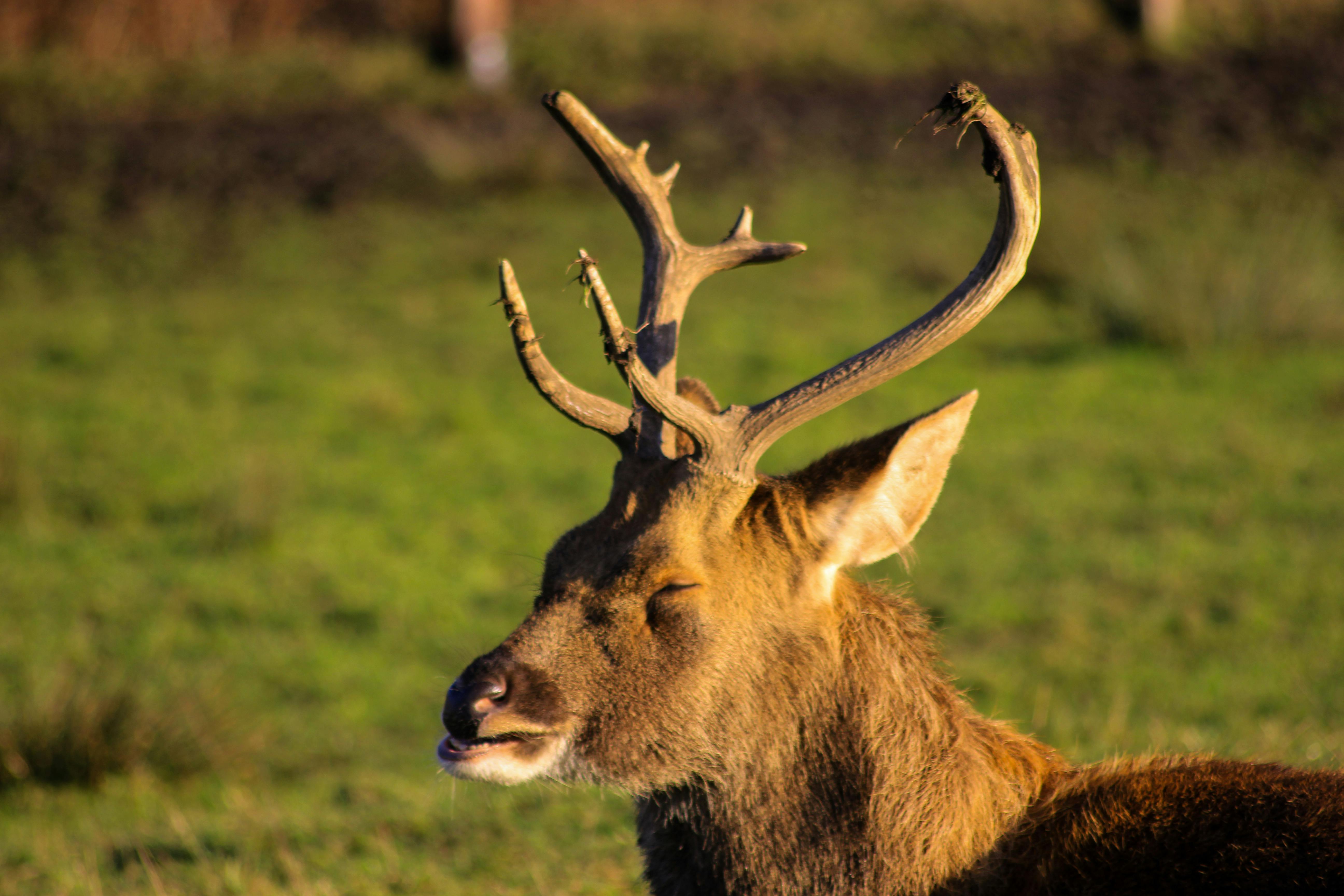 Free stock photo of animal, meditation, sun