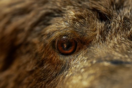 Detailed macro shot of a bear's eye with fur texture, focusing on natural detail and wildlife photography.
