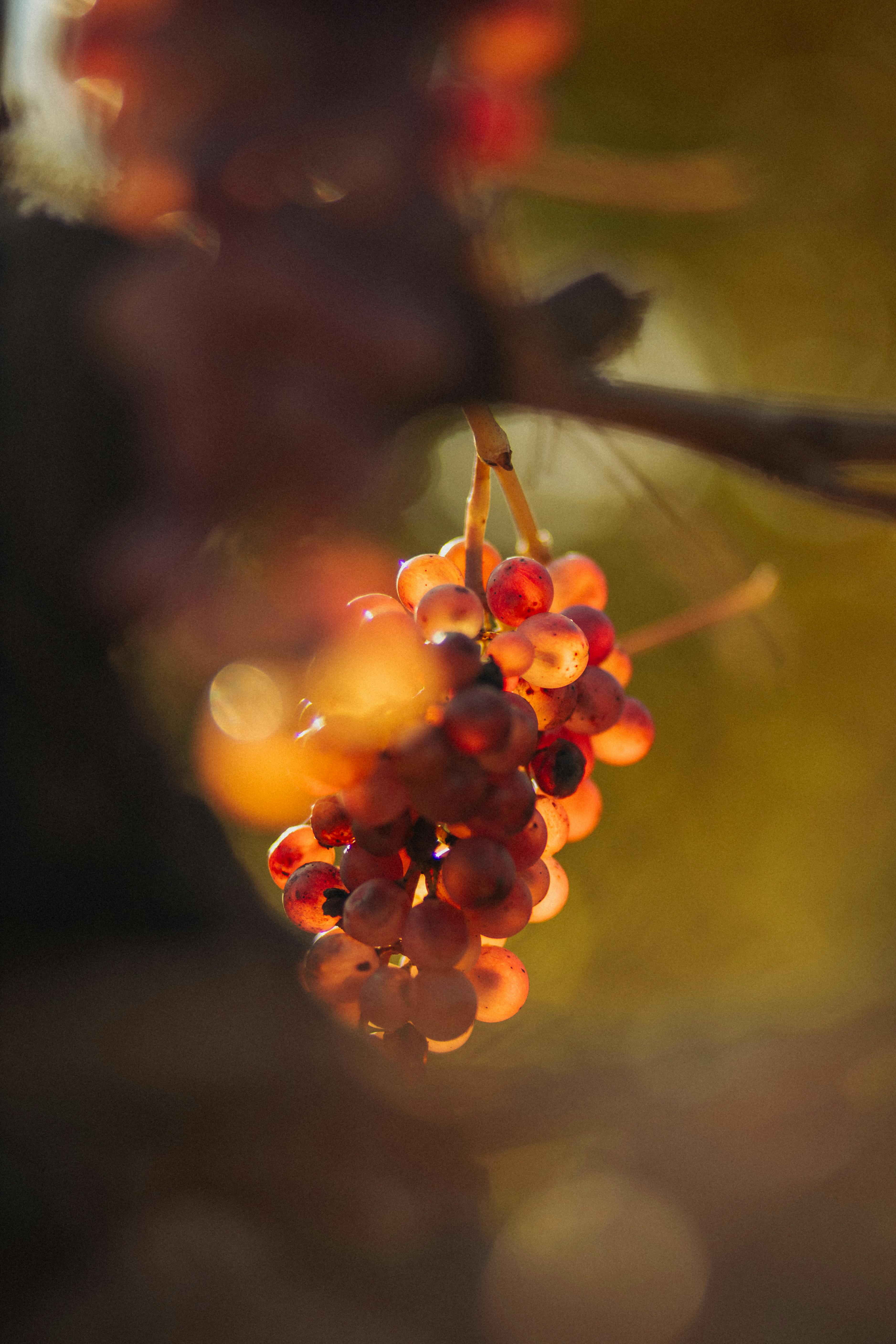 답변검색최적화