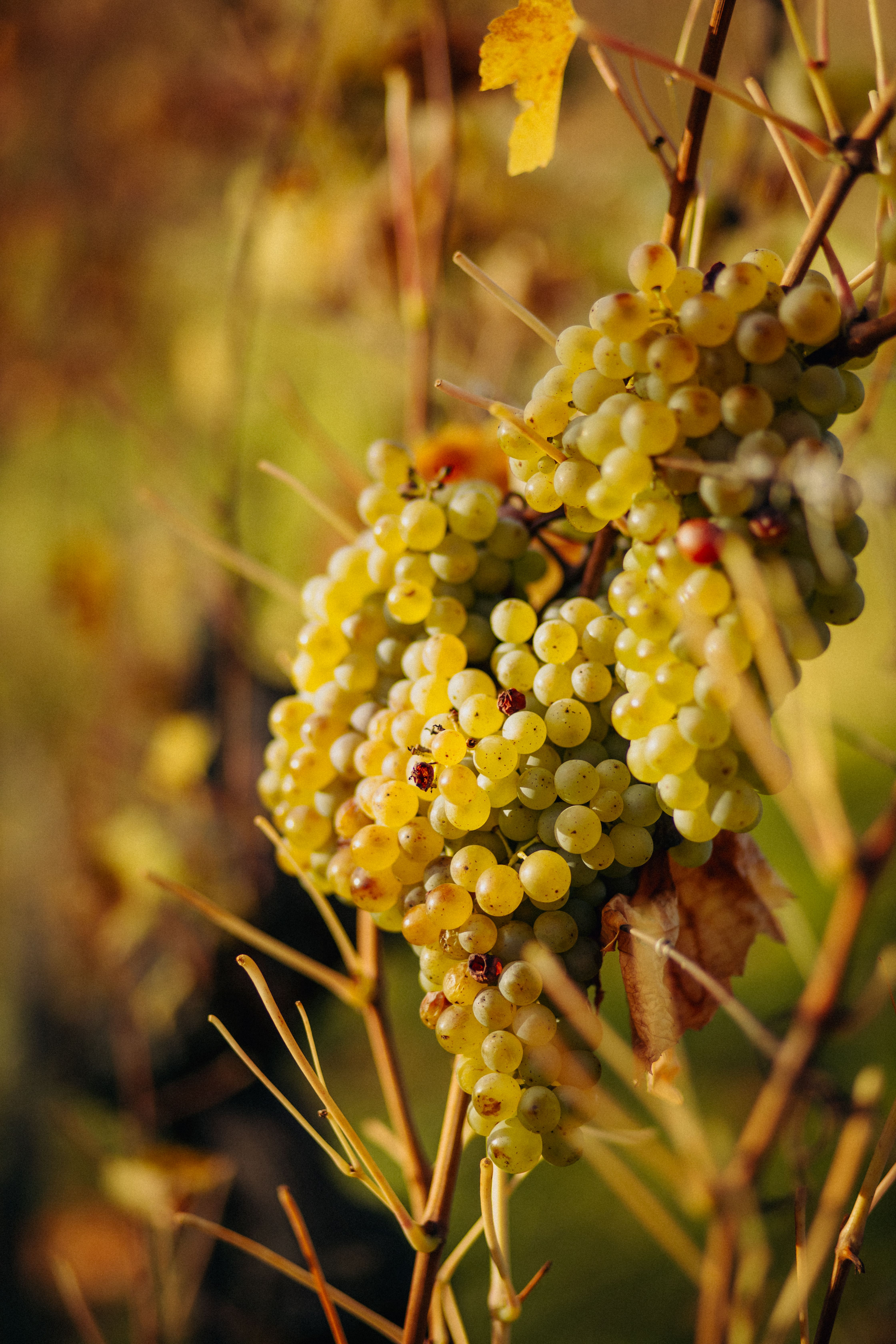 Gratuit Raisins dorés ensoleillés suspendus à une vigne dans un vignoble autrichien pendant la saison d'automne. Photos