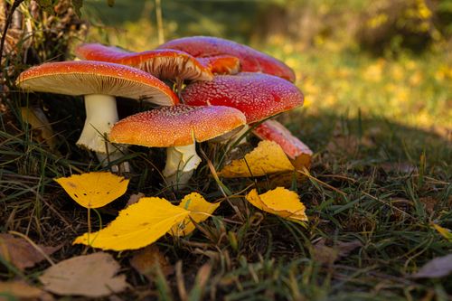 Free Vibrant red fly agaric mushrooms and yellow leaves on a forest floor in autumn. Stock Photo