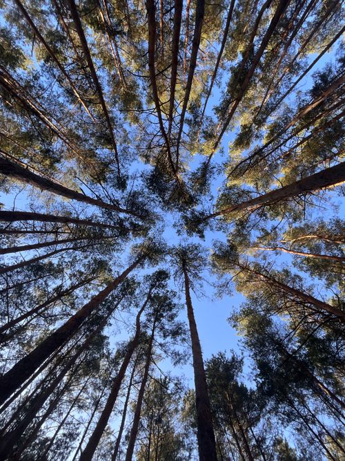 Free Upward view of tall, majestic pine trees in a forest against a clear blue sky. Stock Photo
