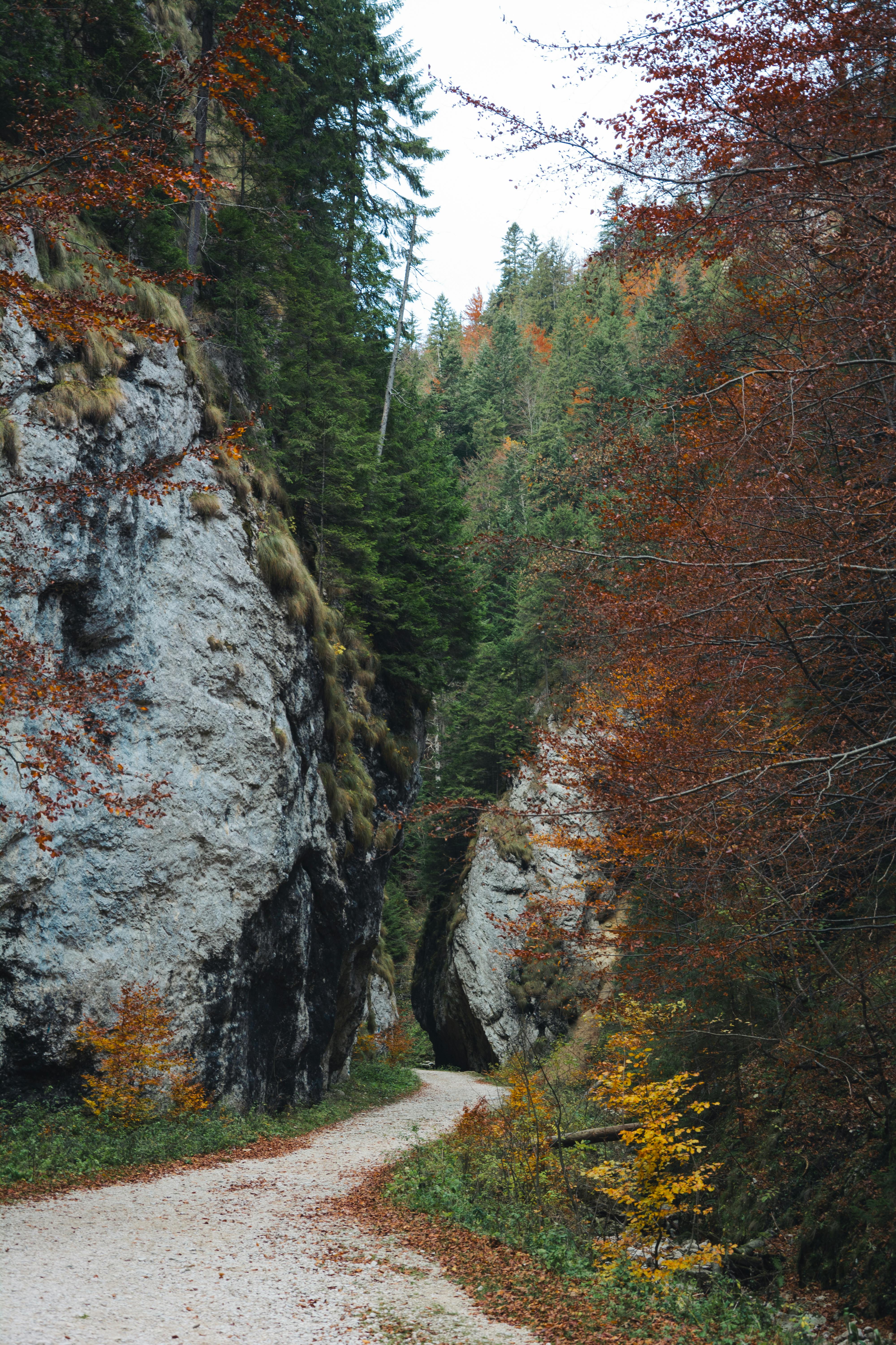 Turist decedat în urma unei căderi în Munții Piatra Craiului.