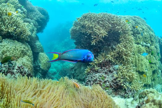 Aboriginal culture walk with a guide — Great Barrier Reef