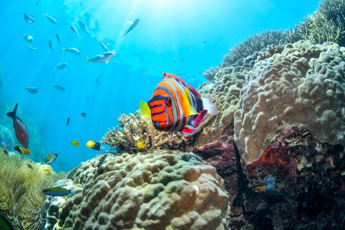Free Colorful reef fish swimming among corals in Australia's clear waters. Stock Photo