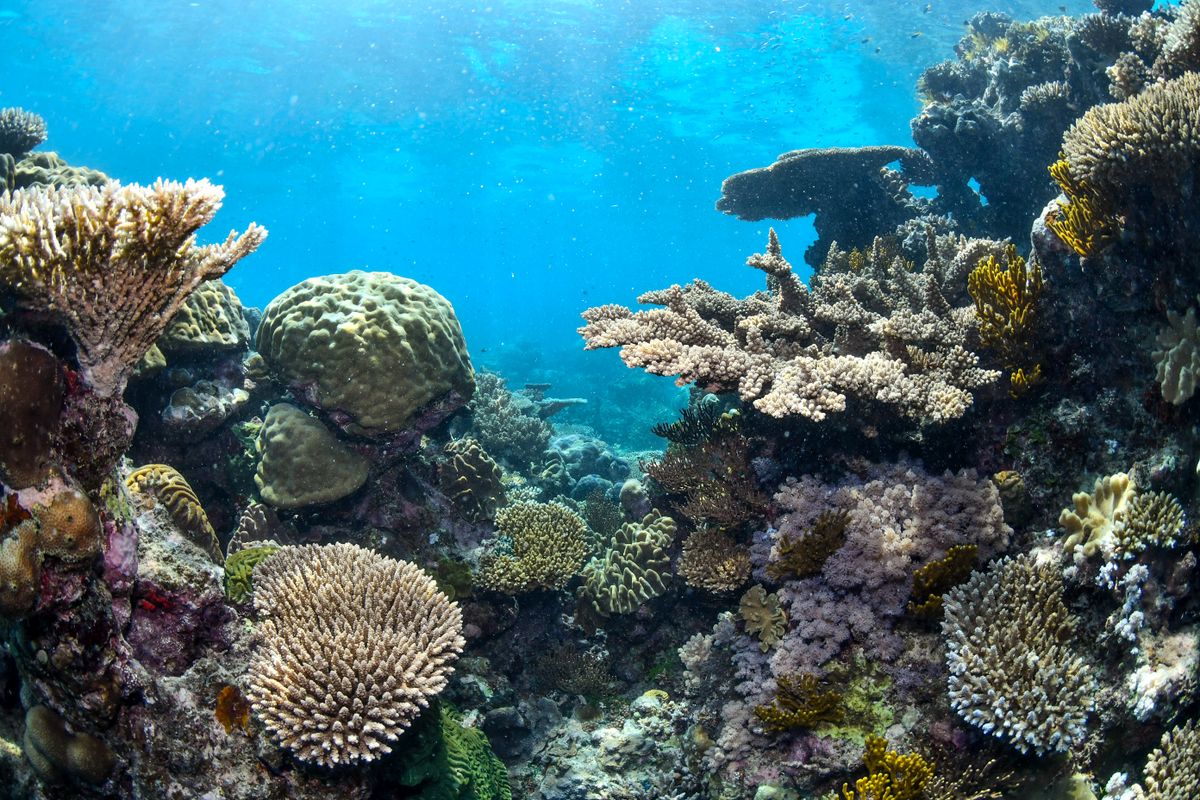 Coral reef in the Great Barrier Reef