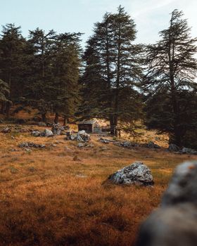 A tranquil cabin nestled in the lush forests of Antalya, Türkiye, during autumn.
