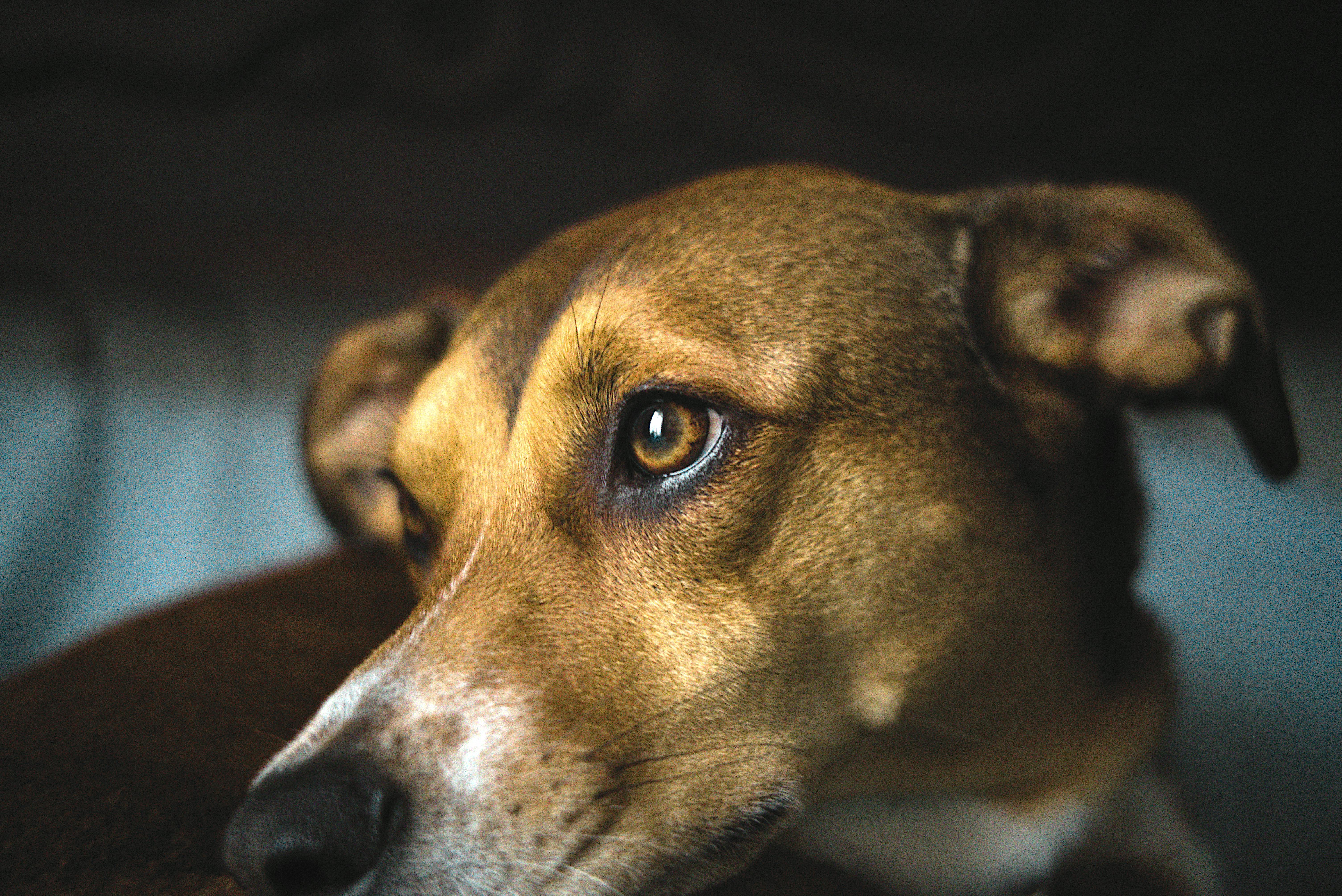 習特會之外，美國政治如何持續制衡特朗普？