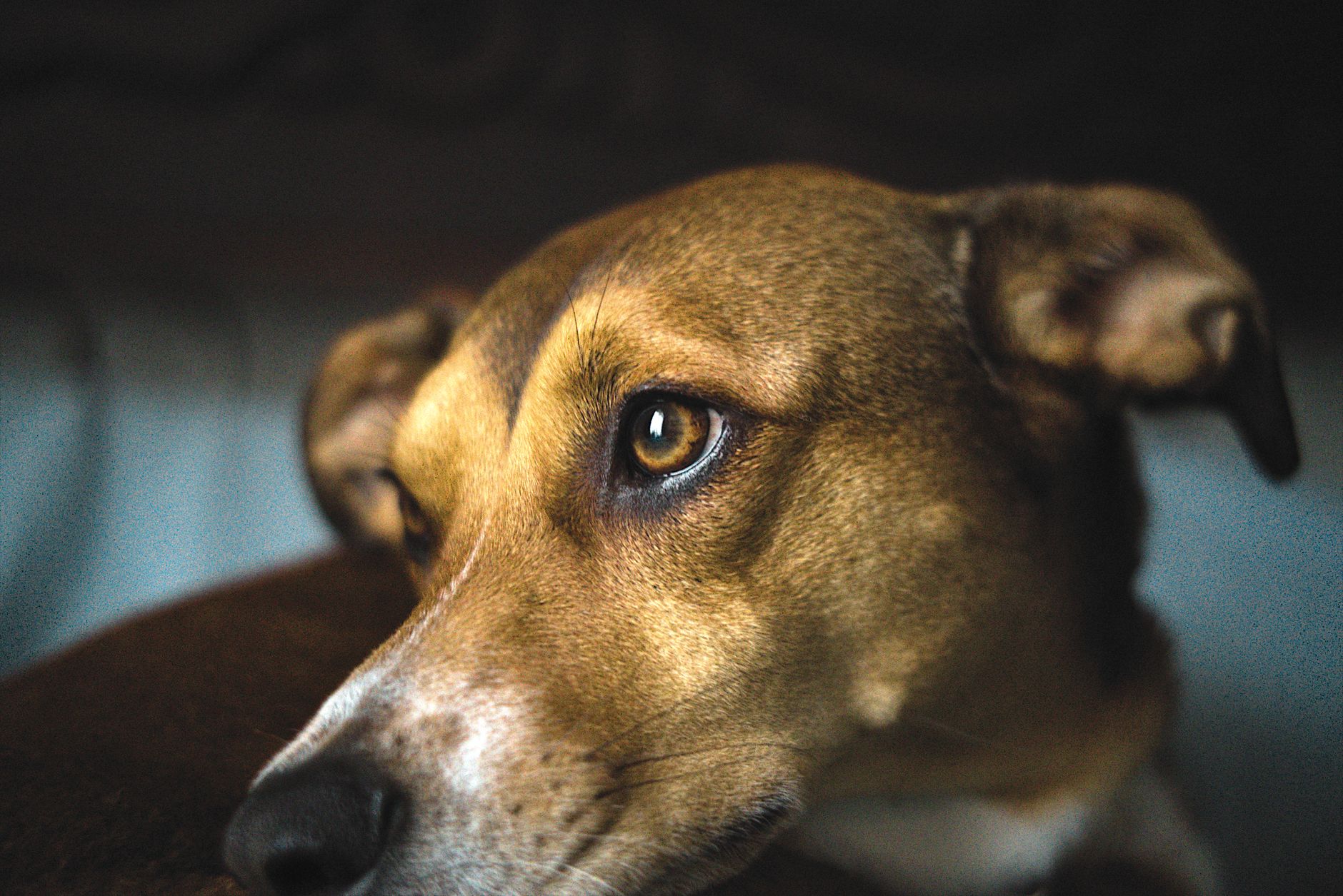 Veterinarian examining a dog during a checkup