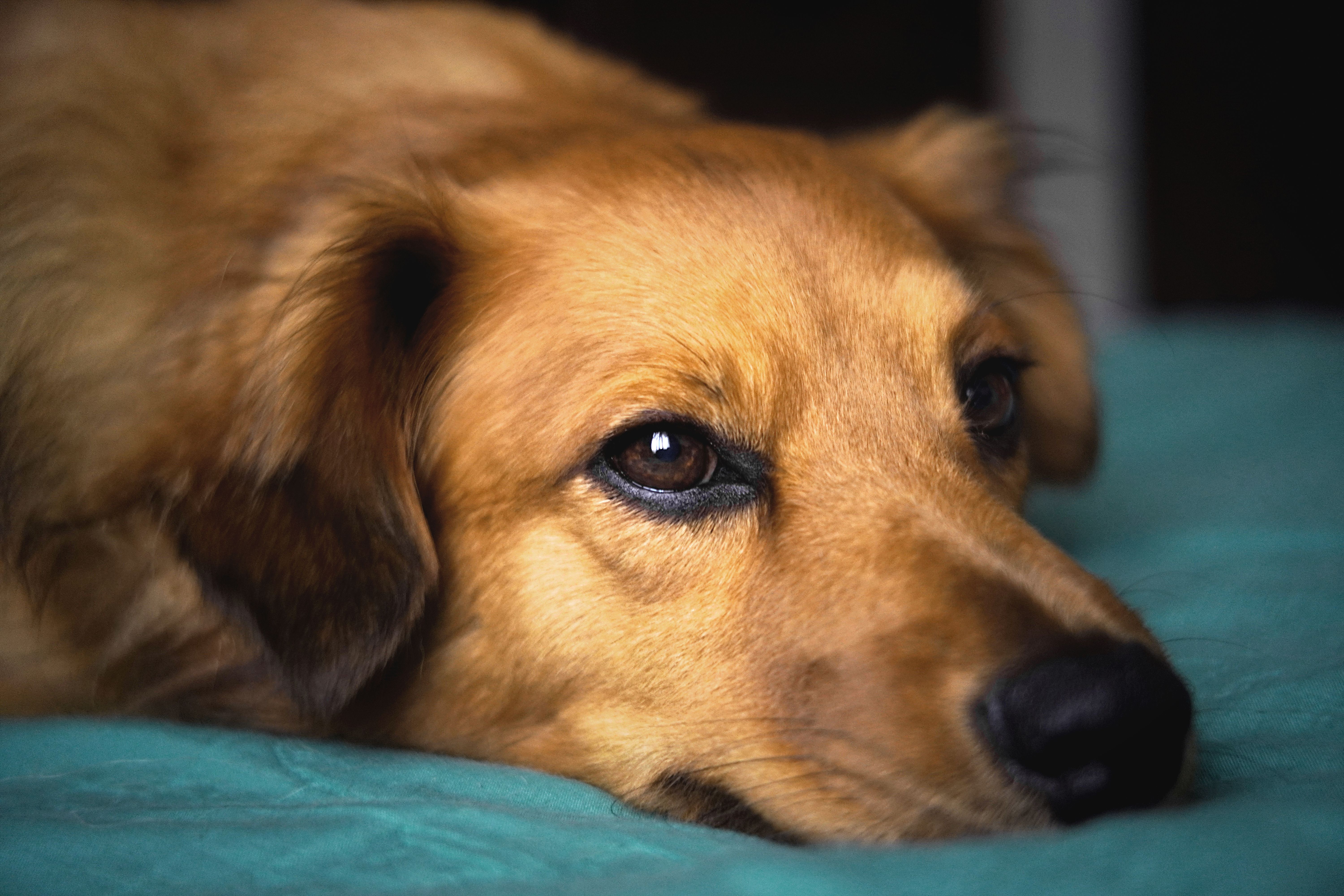 Free Colouring In Dog Pictures for Kids to Print