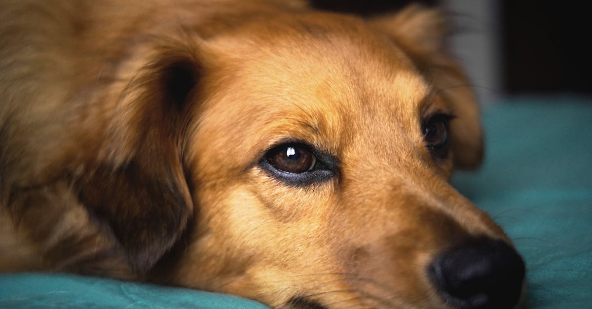 習特會之外,美國政治如何持續制衡特朗普?