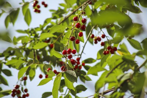 Free Close-up of ripe red cherries hanging from a tree amidst lush green leaves on a sunny day. Stock Photo