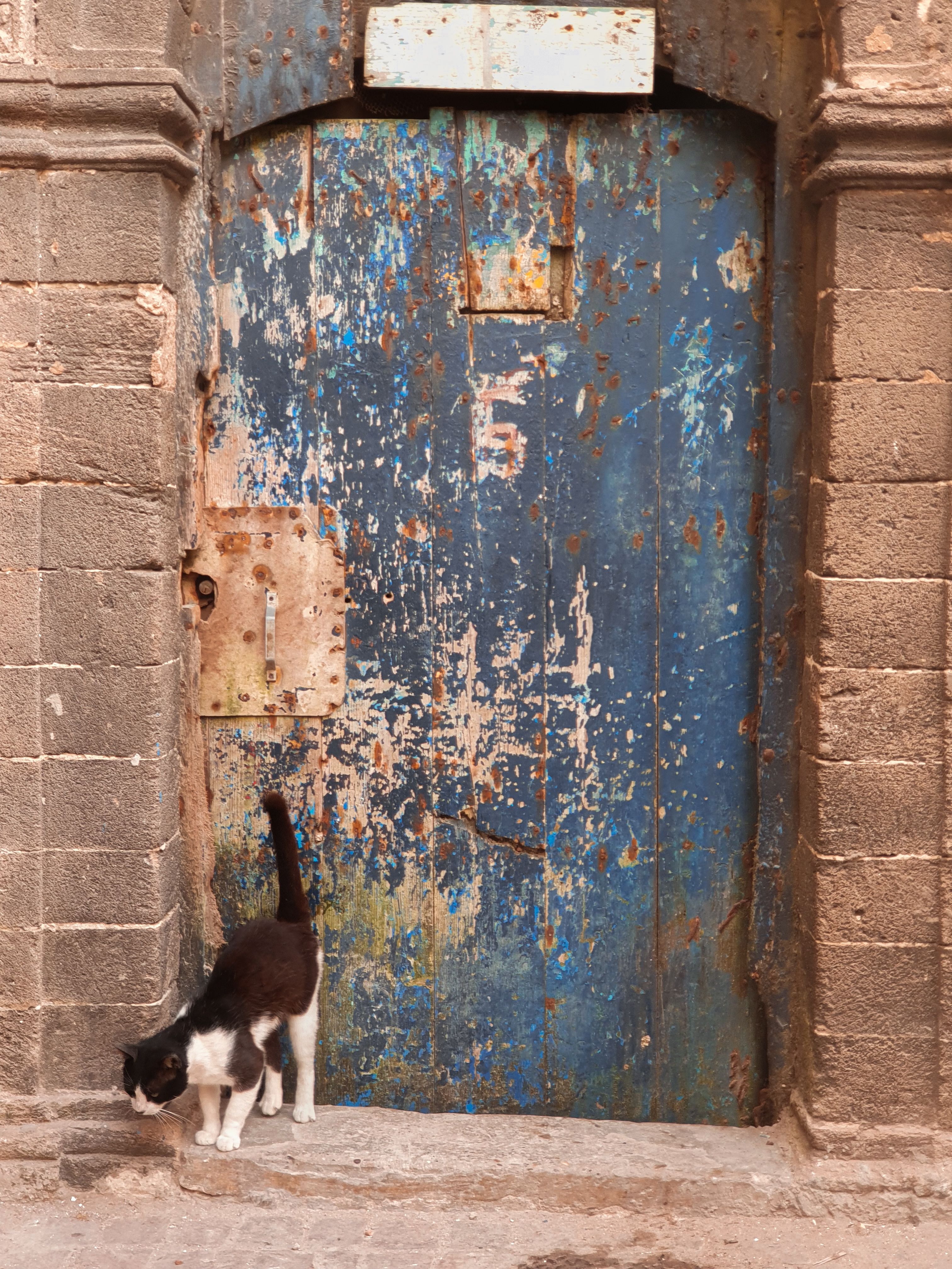 rustic blue door in essaouira with cat