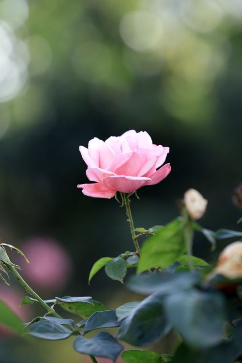 Free Delicate pink rose blooming in a garden with lush green background. Stock Photo
