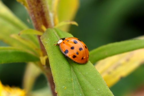 Free Close-up image of an orange ladybug resting on a green leaf, showcasing the beauty of nature. Stock Photo