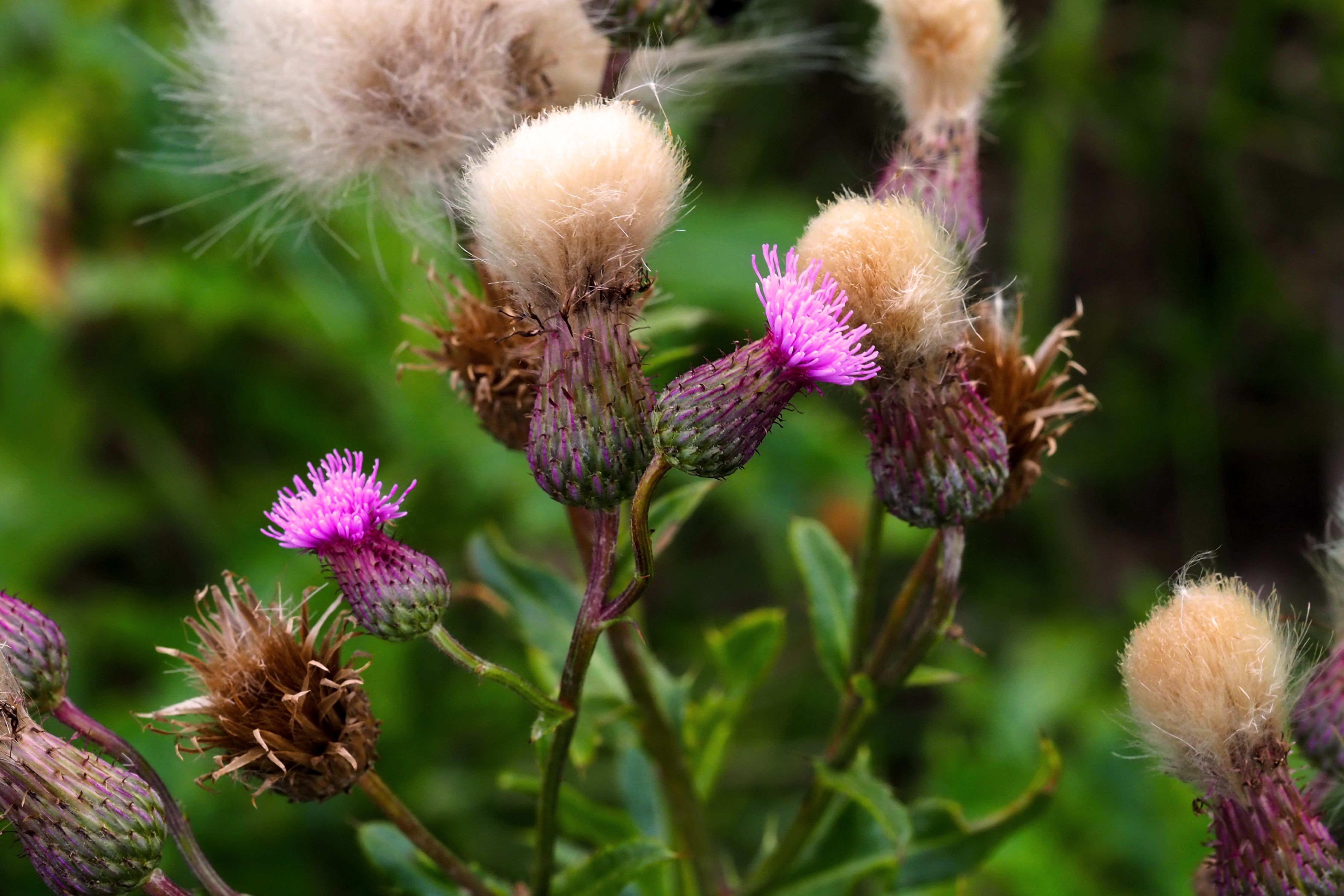 Burdock Plant Profile