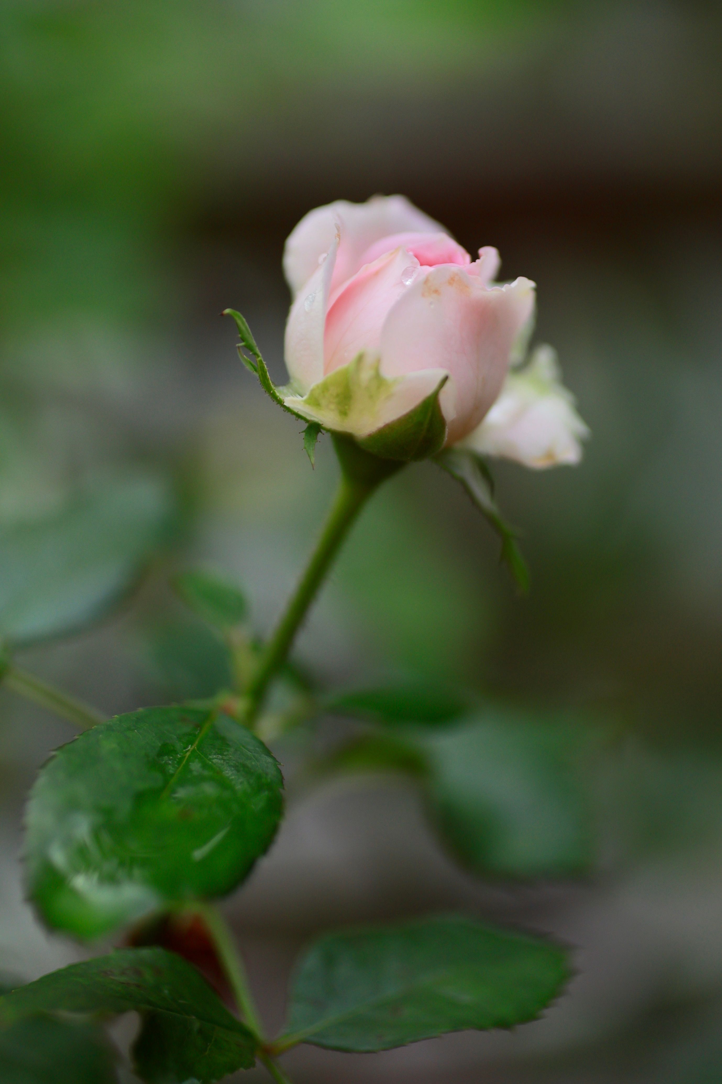 Delicado Capullo De Rosa Rosa En Enfoque Suave · Foto de stock gratuita