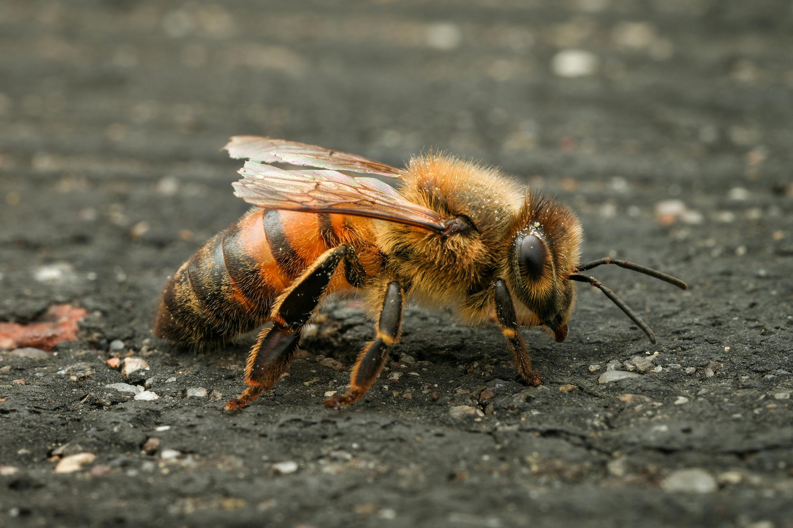 Ark Valley Civics Bee Competition to Send Three Local Students to State — Photo by ha ha on Pexels