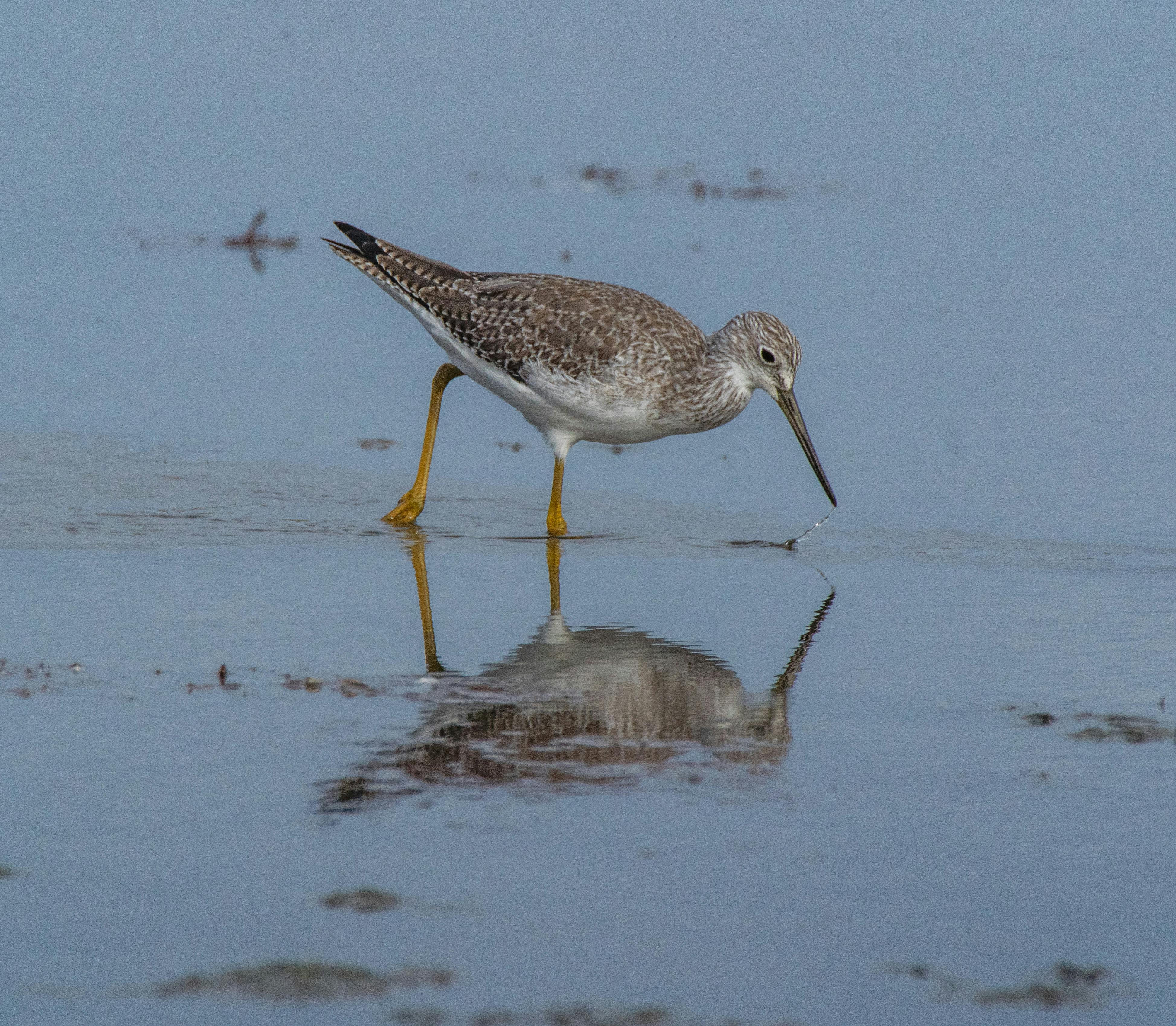 習特會之外，美國政治如何持續制衡特朗普？