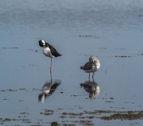 Free Two birds, a stilt and a sandpiper, resting on tranquil water surface. Stock Photo