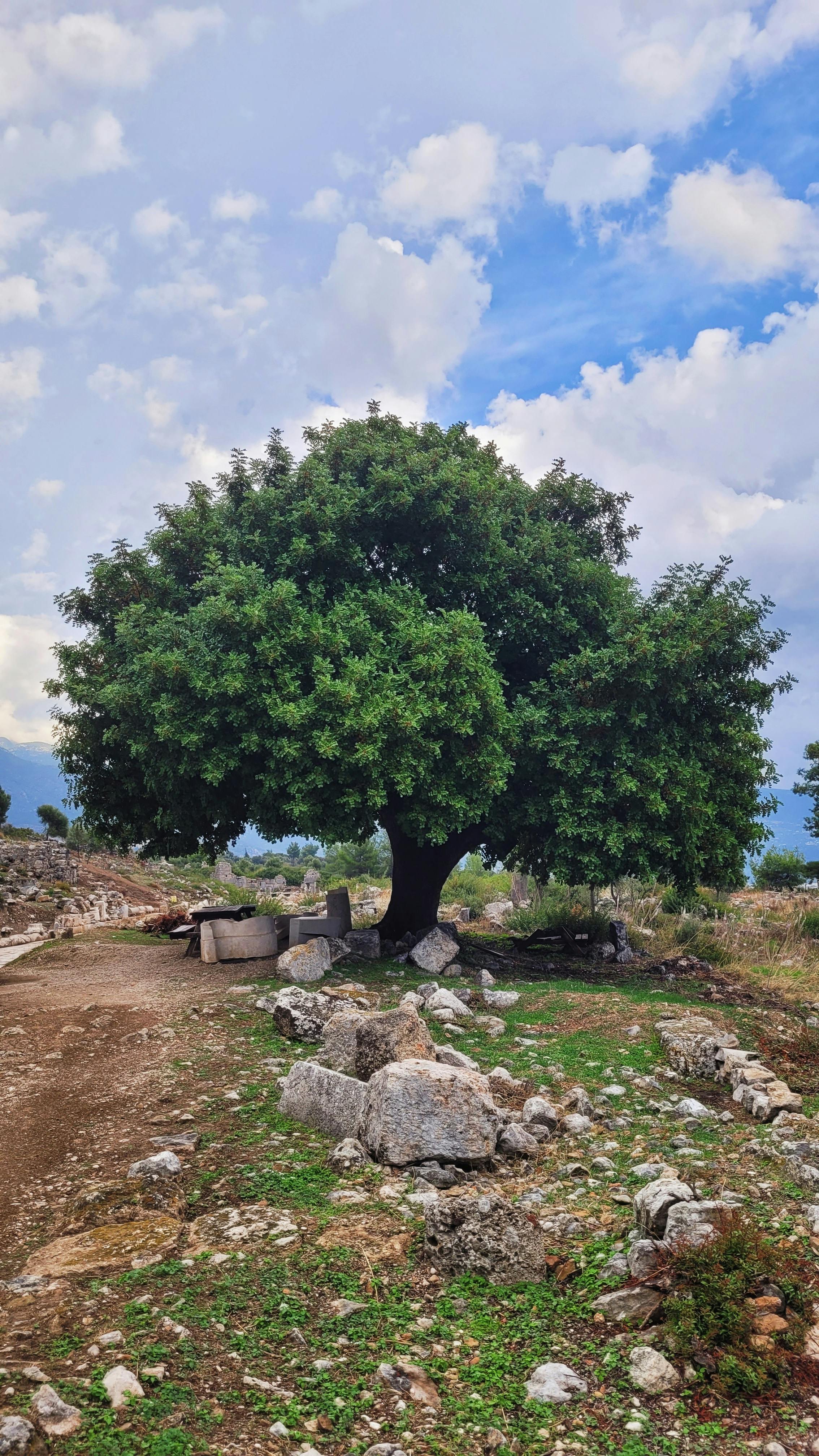 Large oak tree surrounded by rocks in a rural landscape under a bright sky.