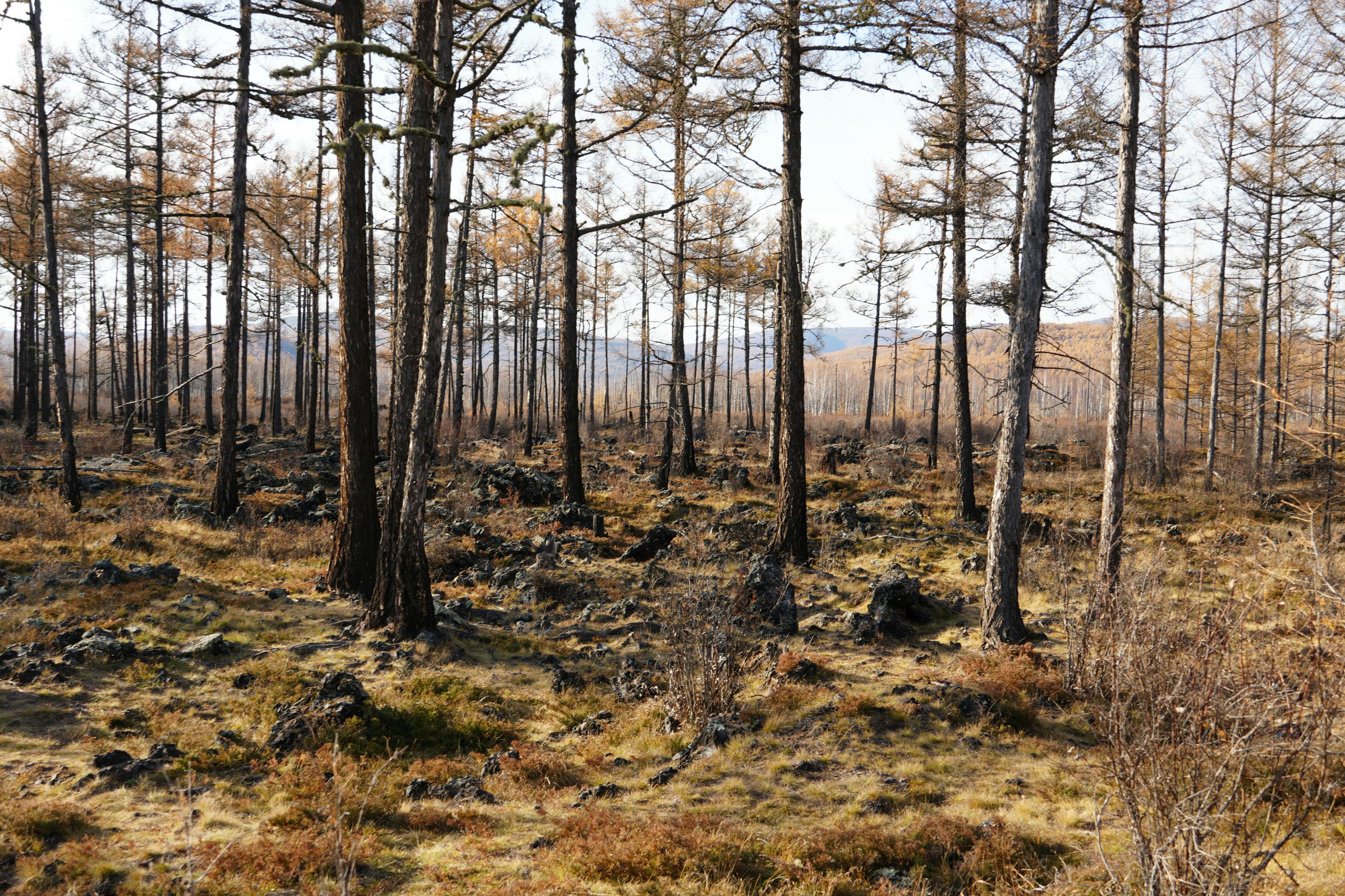 Tranquil forest scene in autumn with tall, sparse trees and rocky ground.