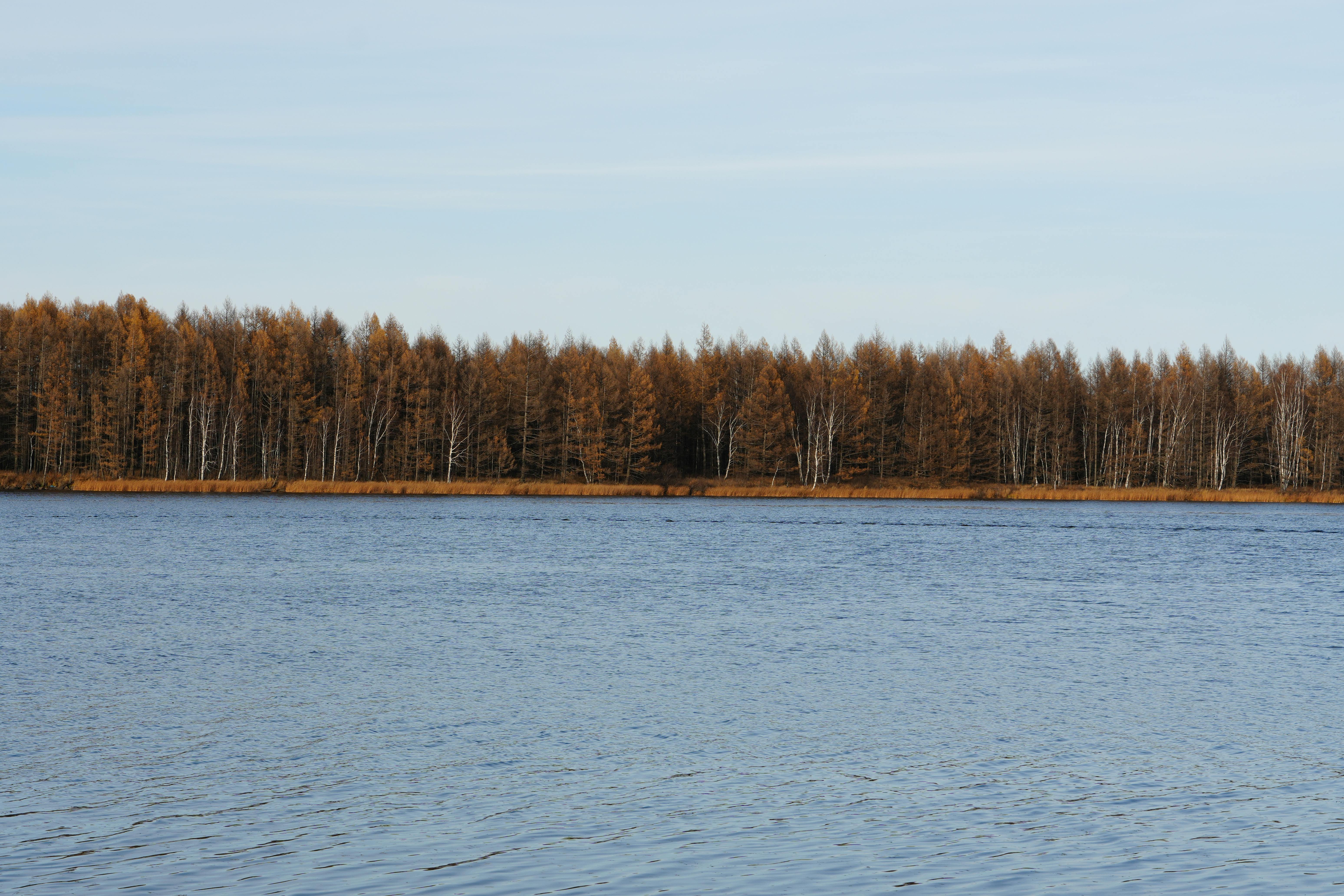 Serene lake with a backdrop of autumnal trees, exuding calm and tranquility.