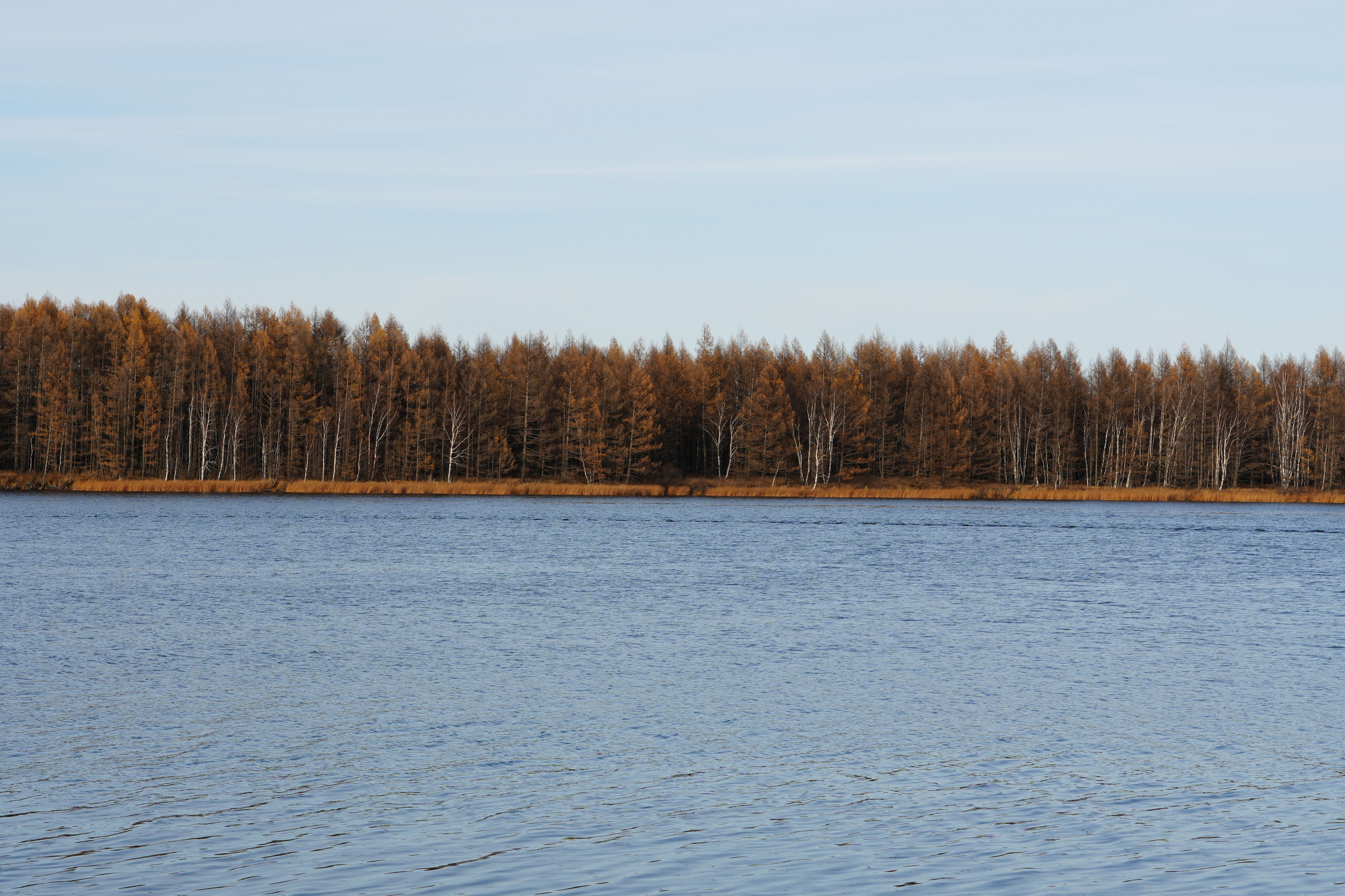 Tranquil Lake with Autumn Forest View · Free Stock Photo