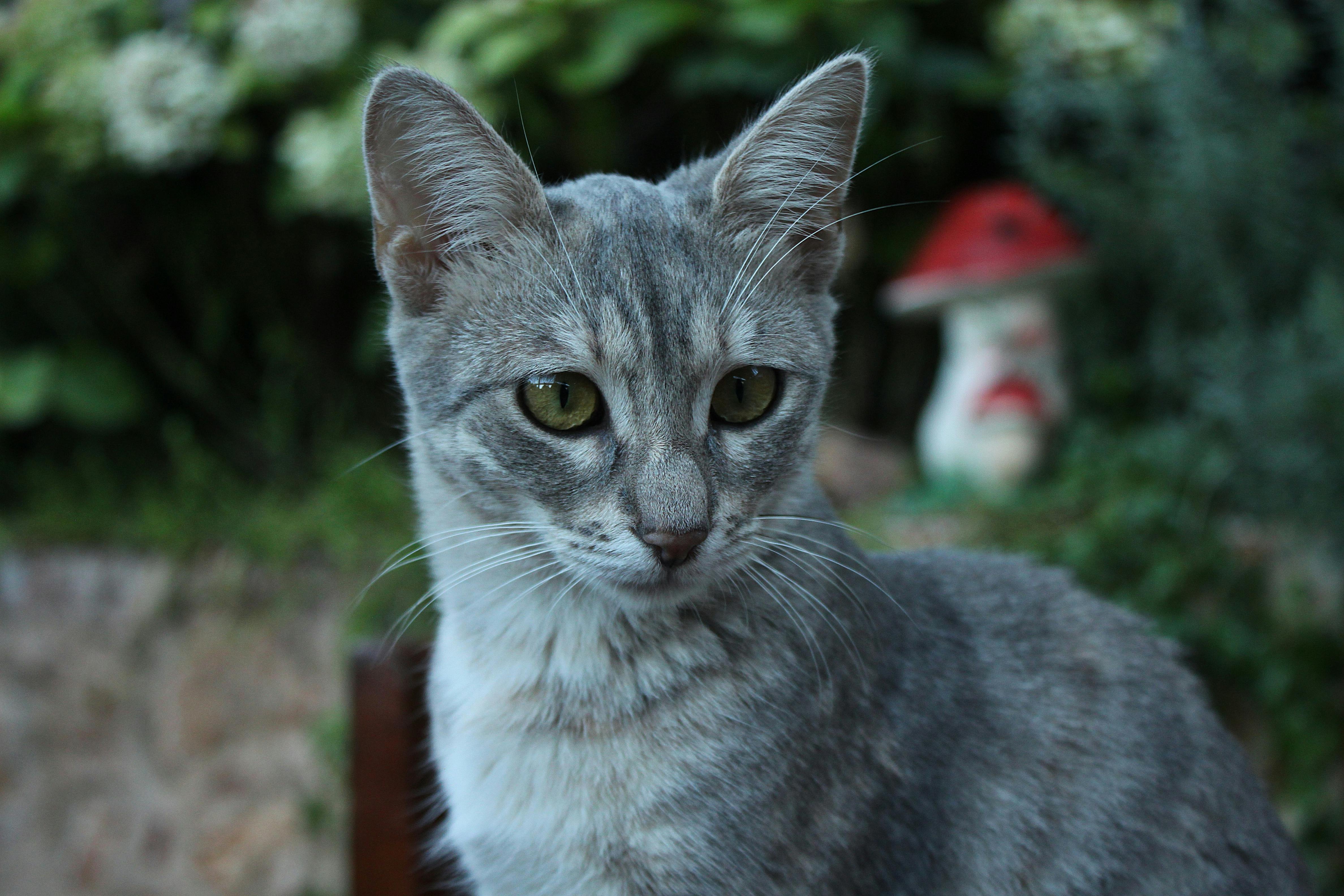 大溪豆干節融合植感生活 打造植感桃園品牌新形象