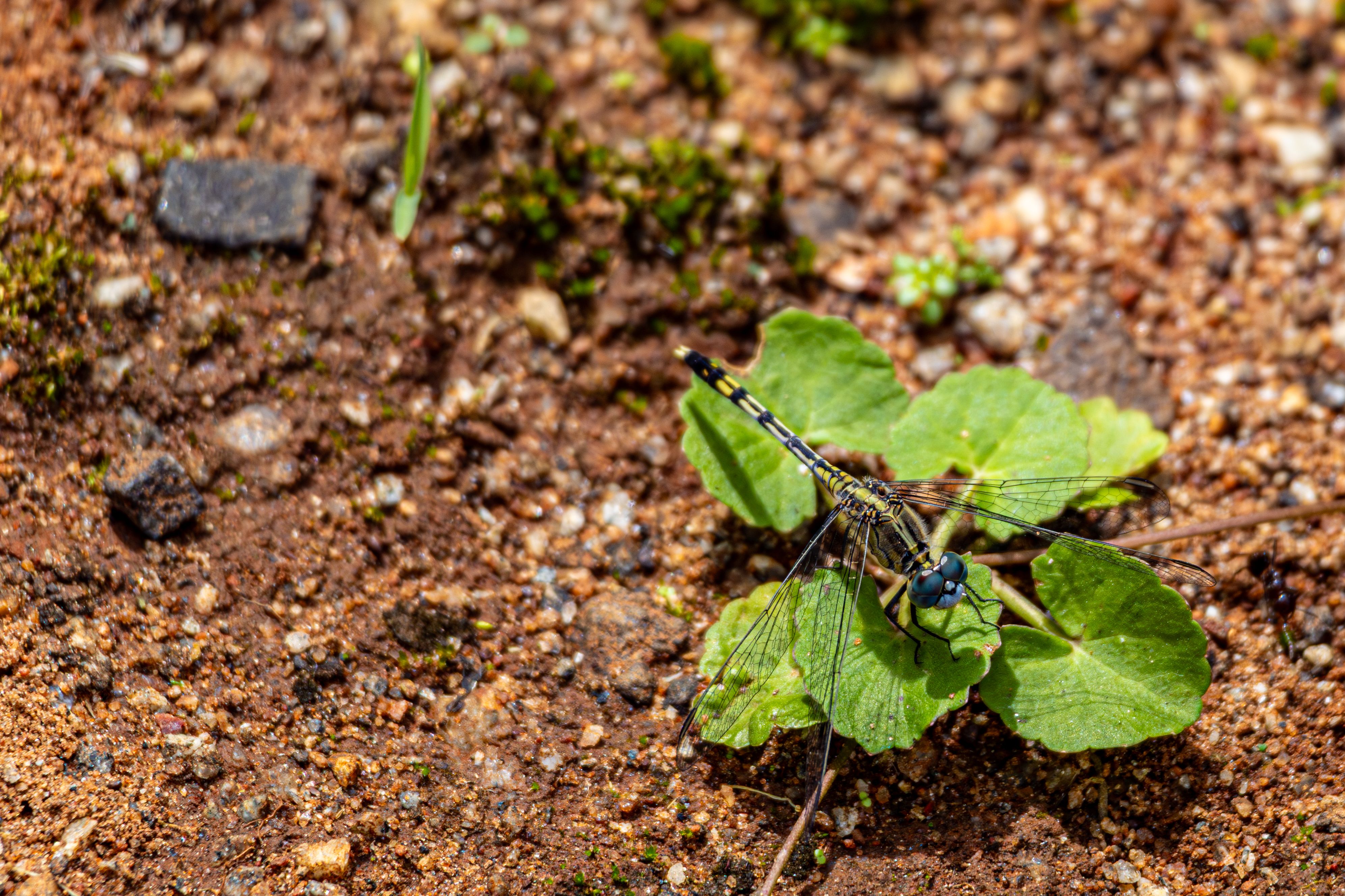 Close-up of Dragonfly Resting on Green Leaves · Free Stock Photo