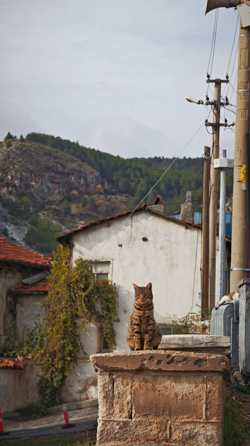 Free A tabby cat sits on a stone wall in a rustic village with hills in the background. Stock Photo