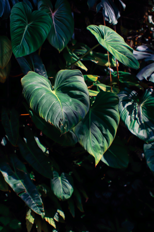 Free Vibrant philodendron leaves in sunlight, showcasing natural beauty and rich greenery. Stock Photo